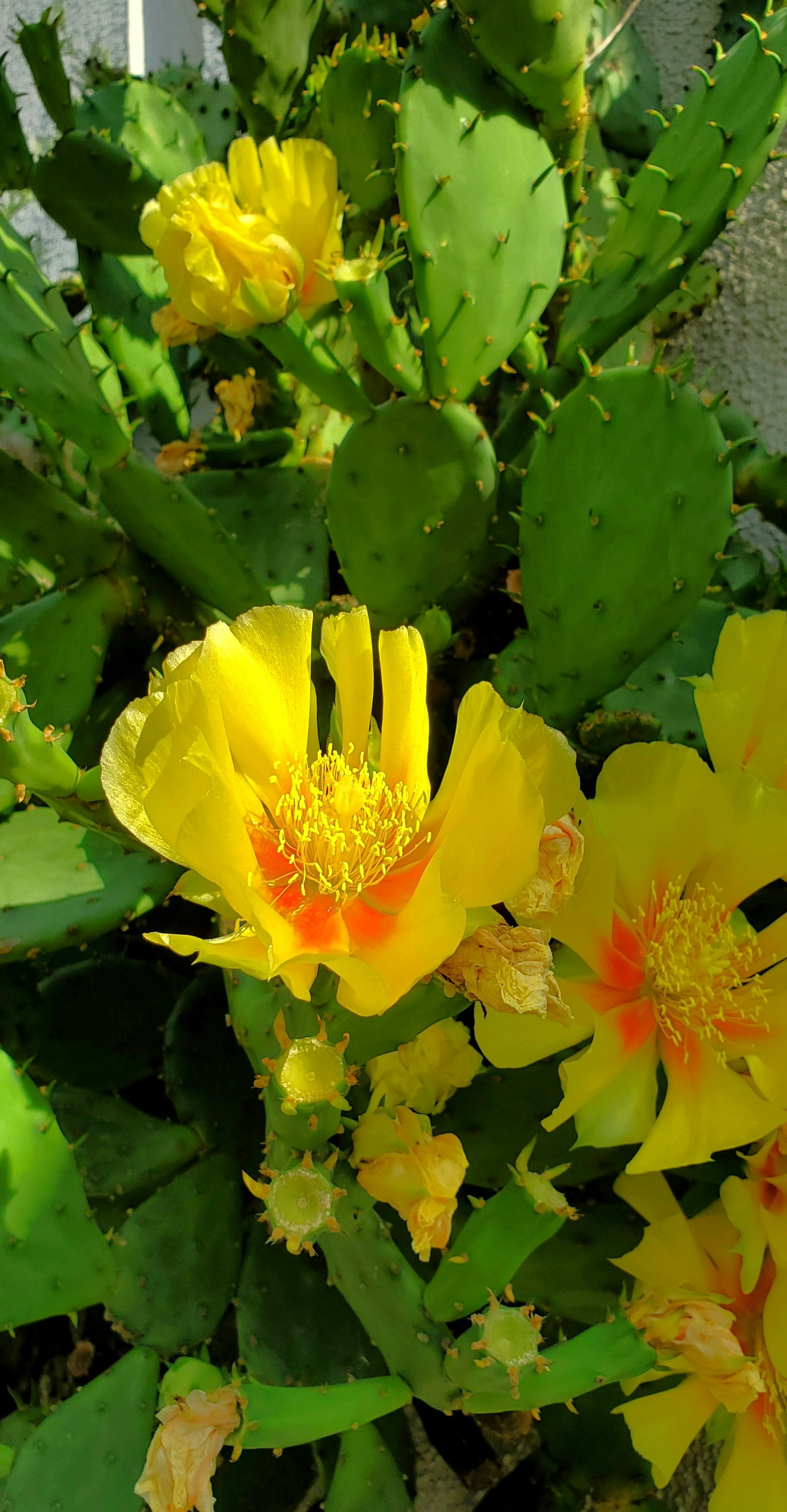 Primer plano de un cactus con flores amarillas vibrantes