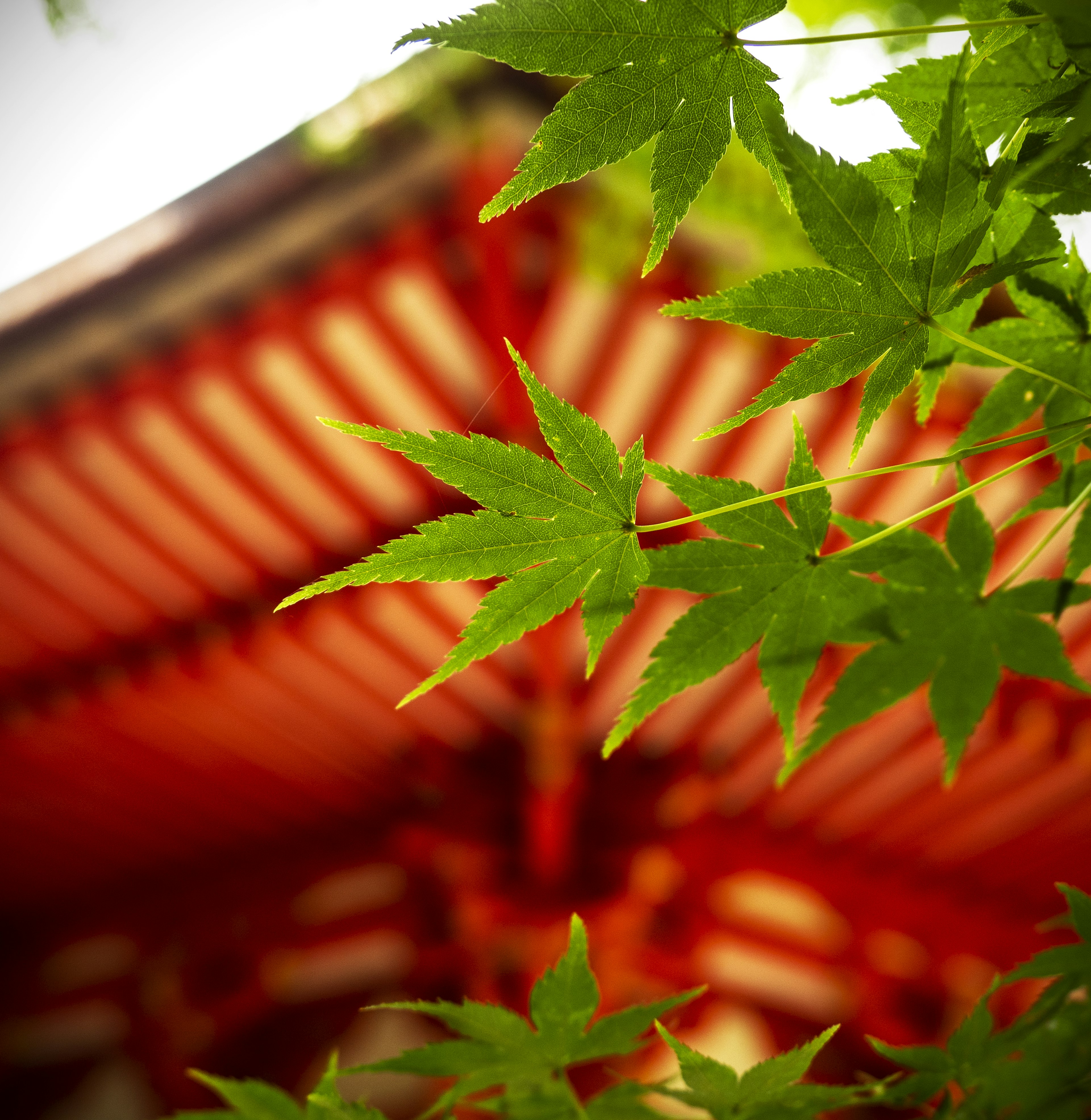 Green maple leaves with a red temple roof in the background