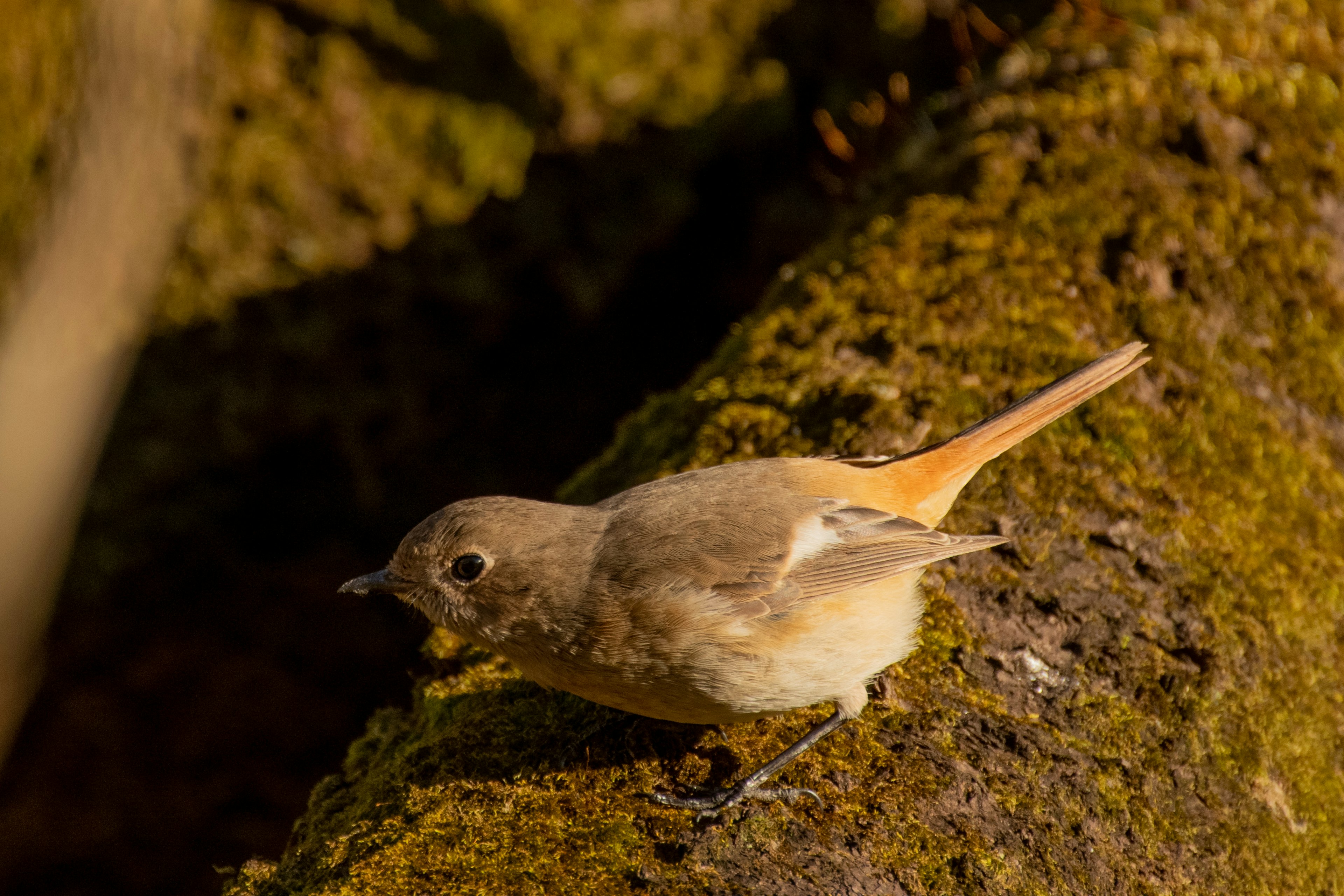 A small bird perched on a moss-covered log