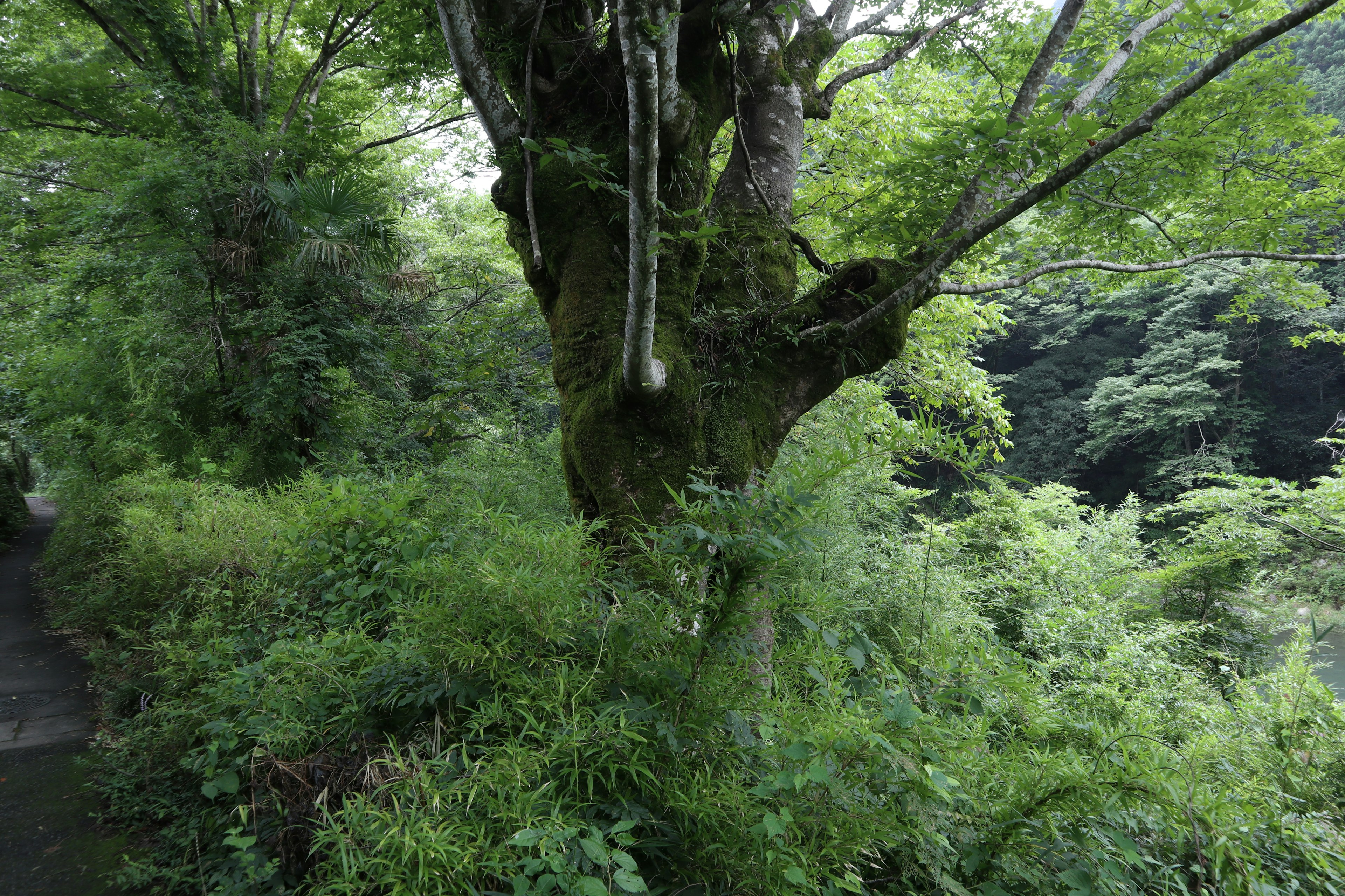 Albero verdeggiante con vegetazione circostante