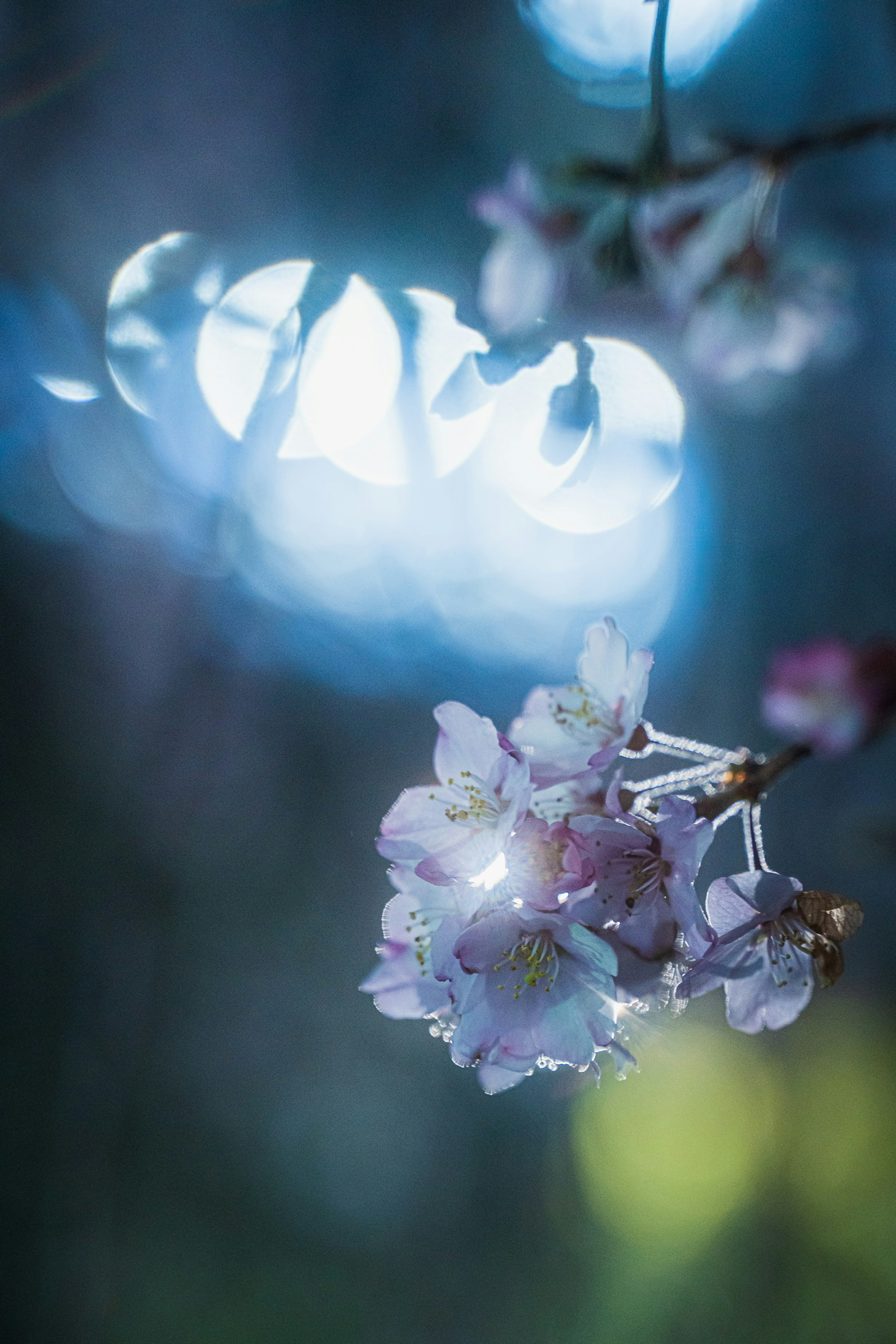 Gros plan sur des fleurs de cerisier avec un fond bleu et de belles réflexions de lumière