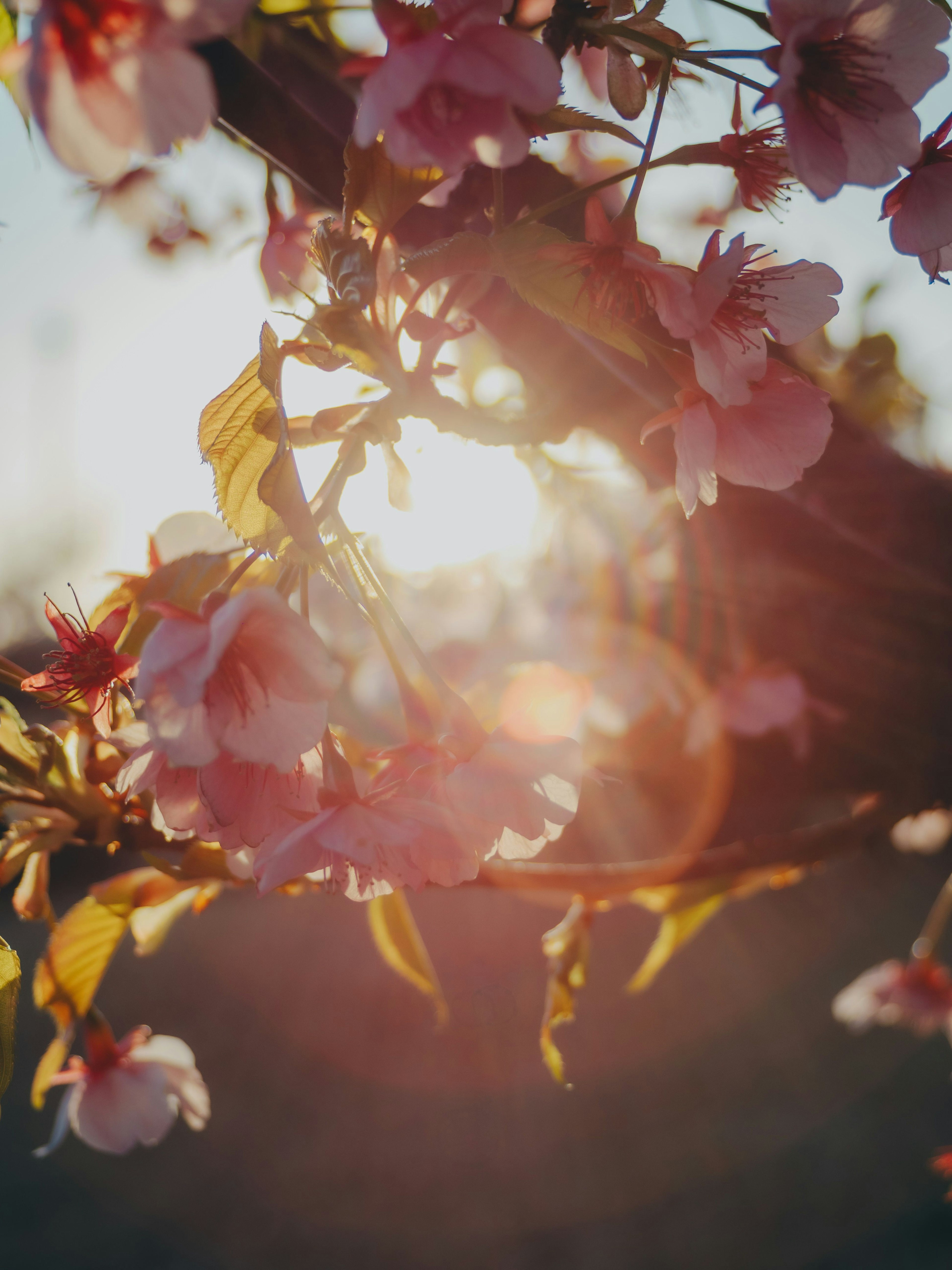 夕日を背景にした桜の花のクローズアップ