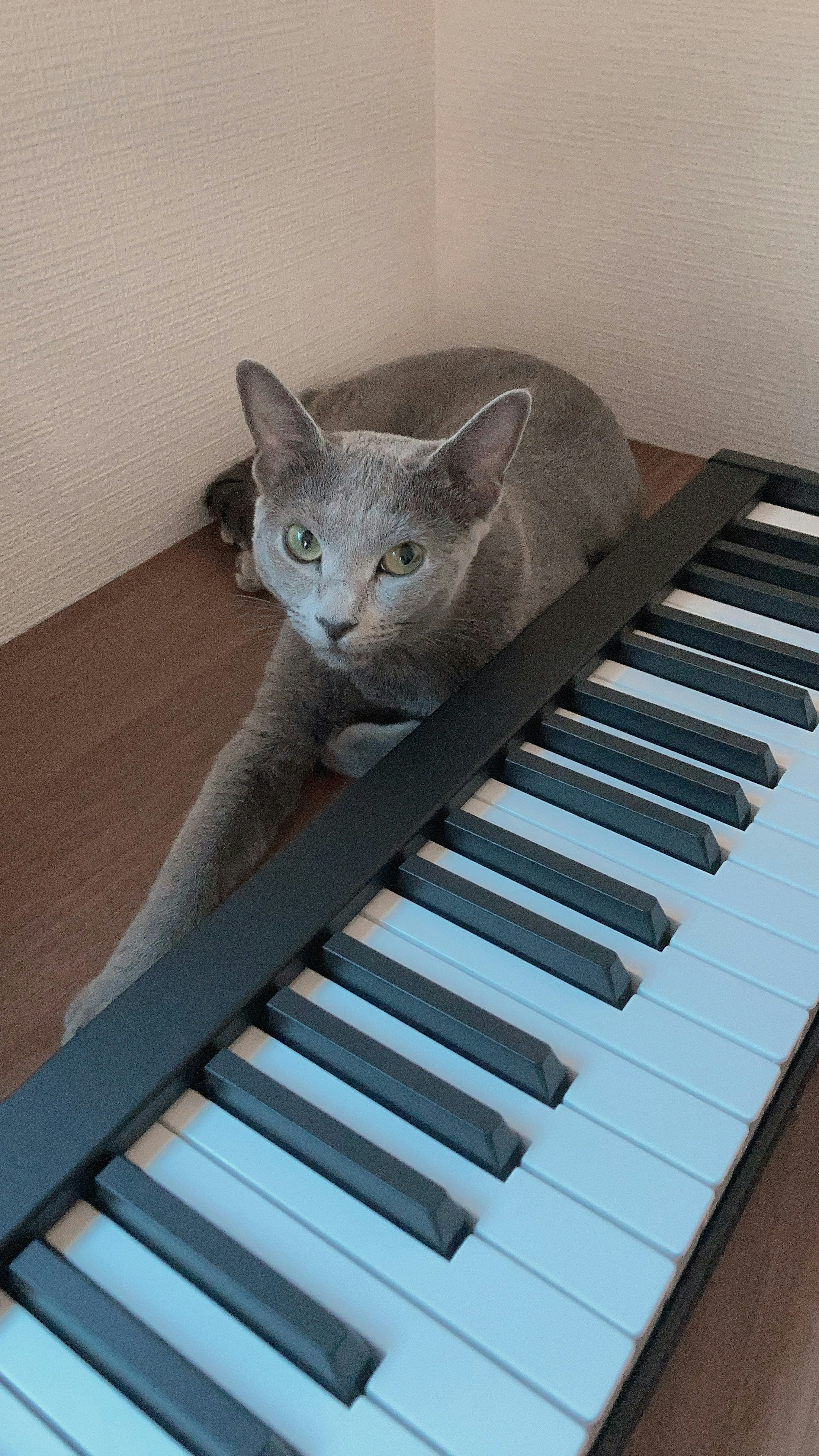 Kucing abu-abu berbaring di samping keyboard piano