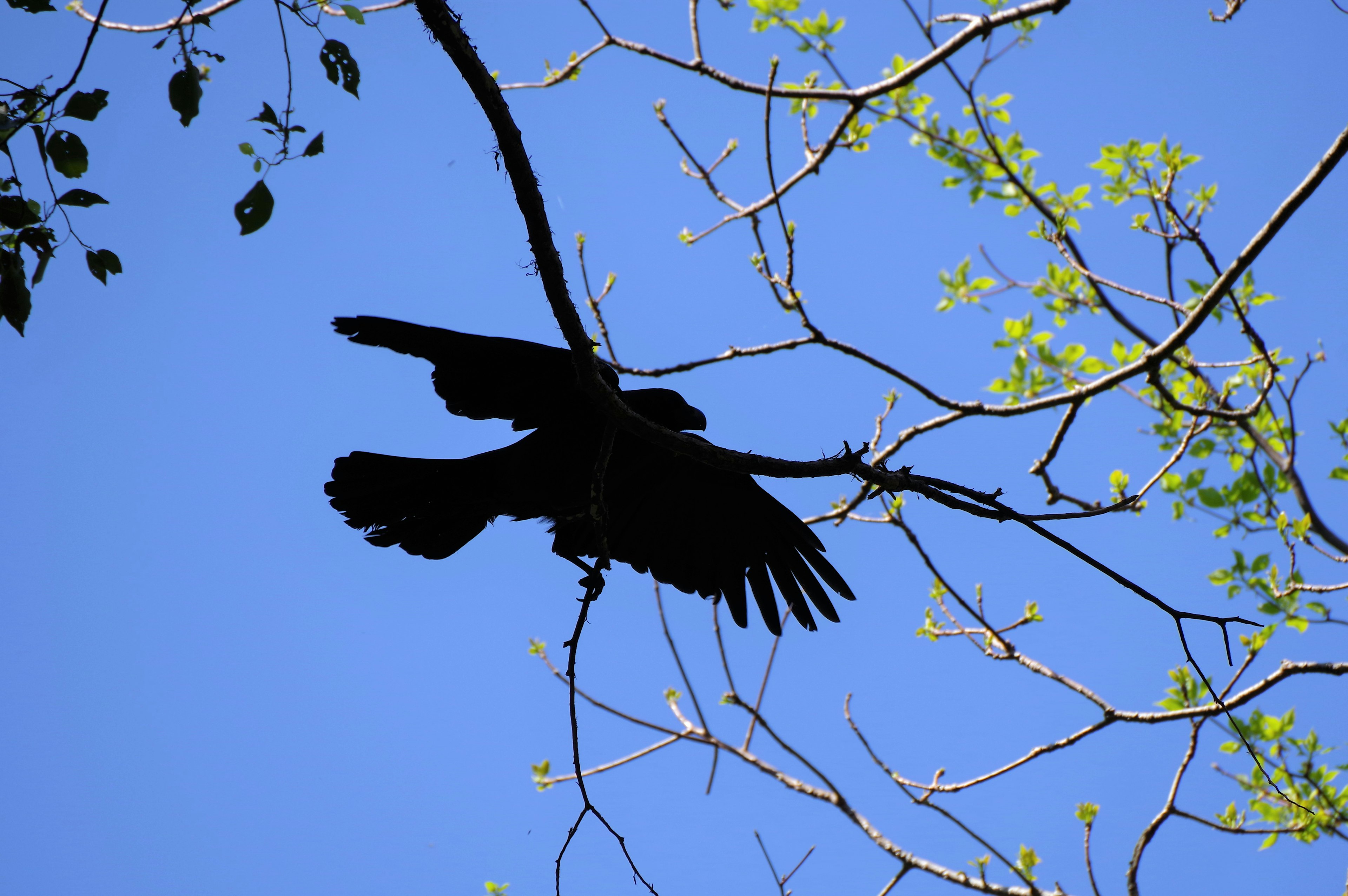 Silhouette of a black bird perched on a branch against a blue sky