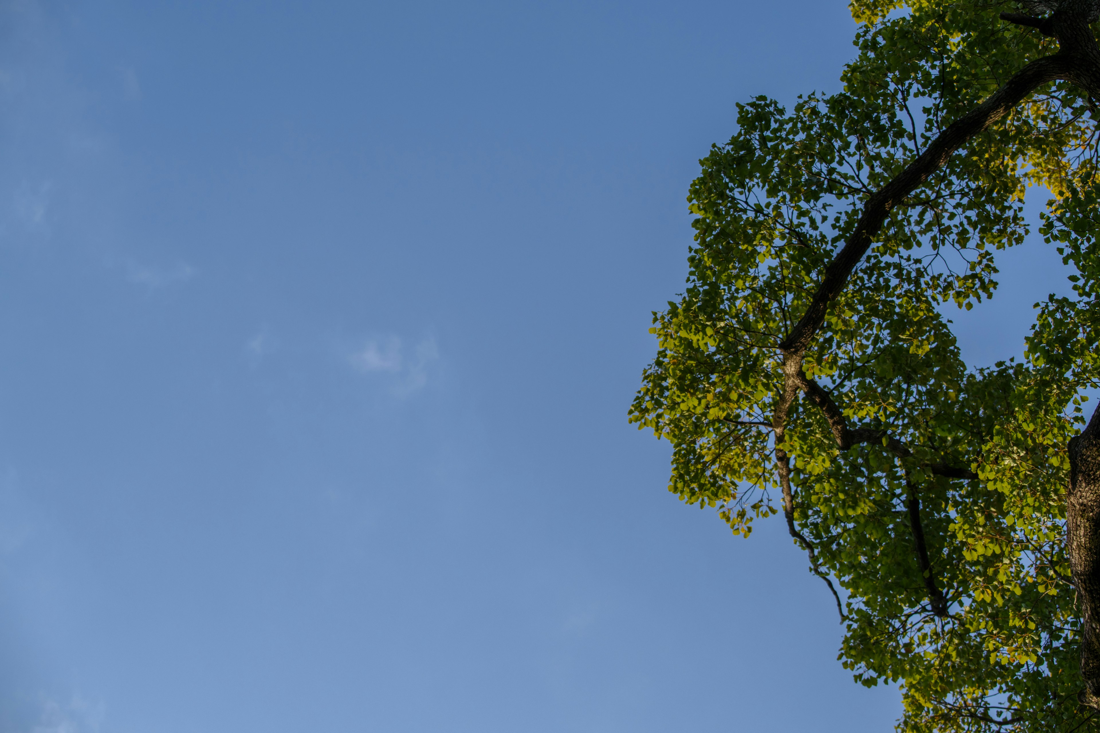 Pemandangan langit biru dengan daun hijau dari pohon