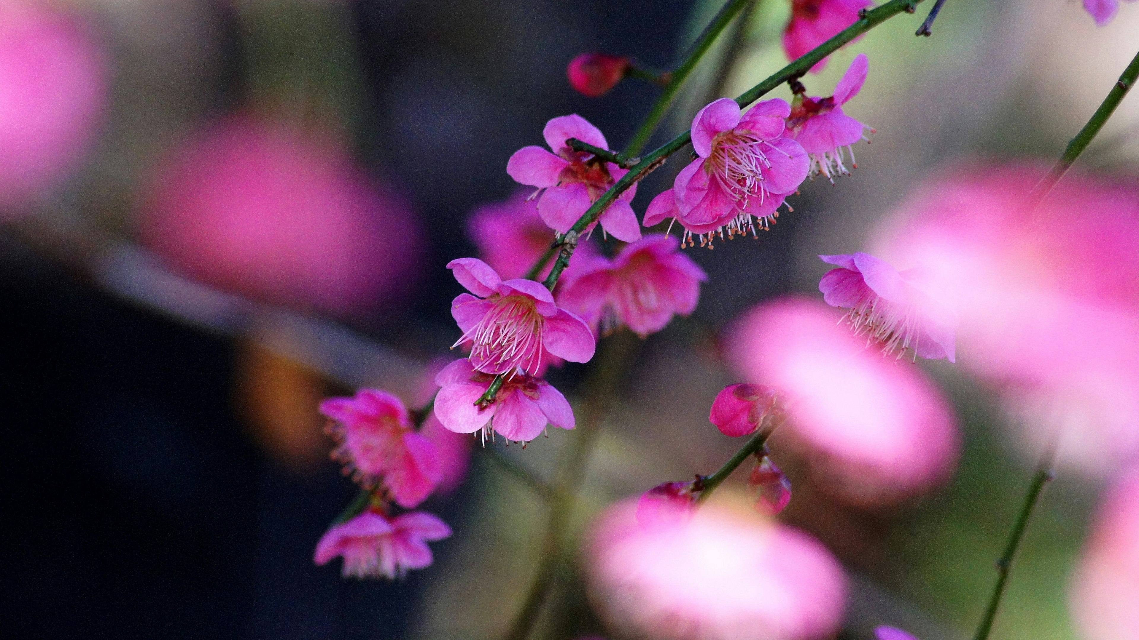 薄いピンクの花が咲いている枝のクローズアップ