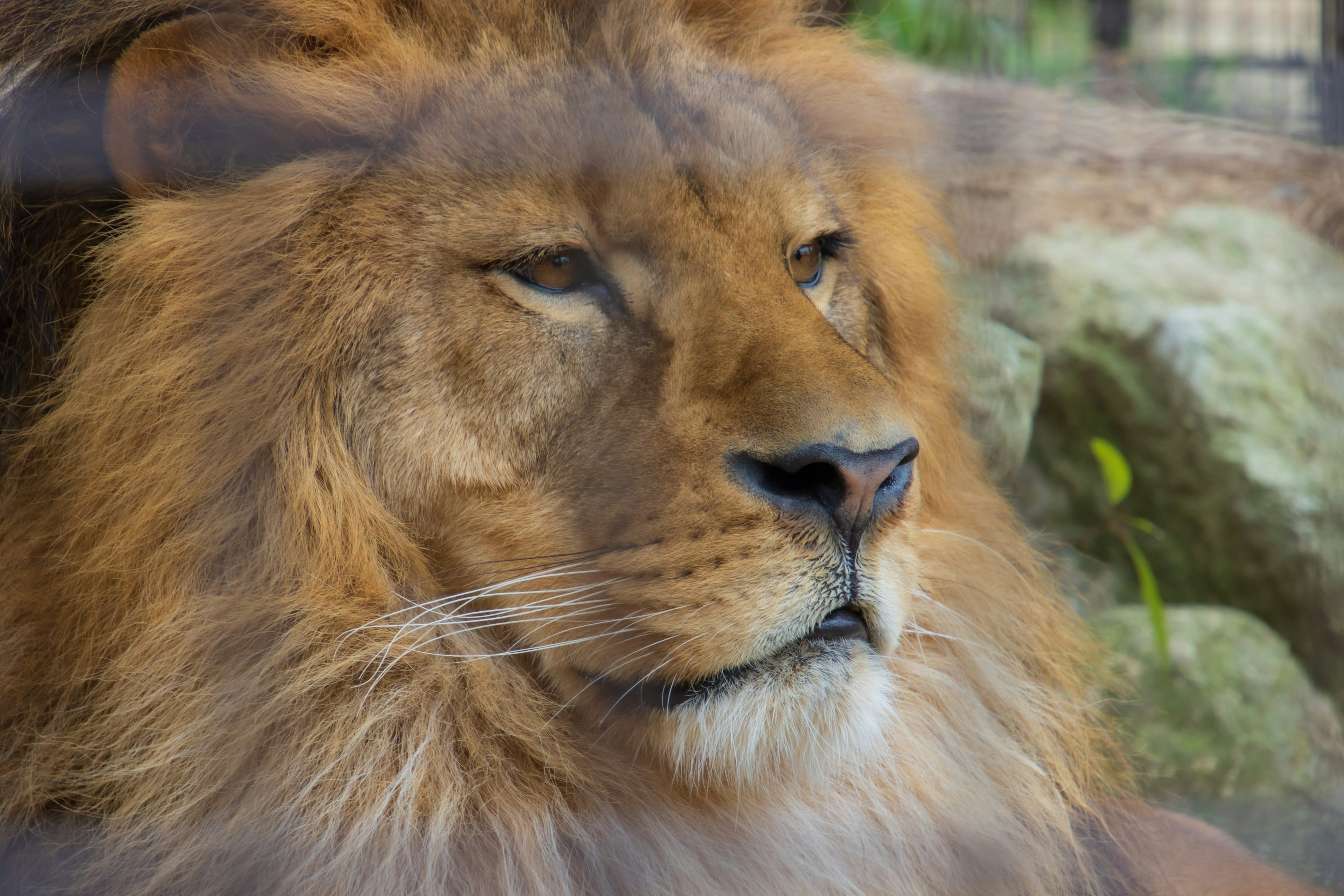 Close-up of a lion's face behind glass