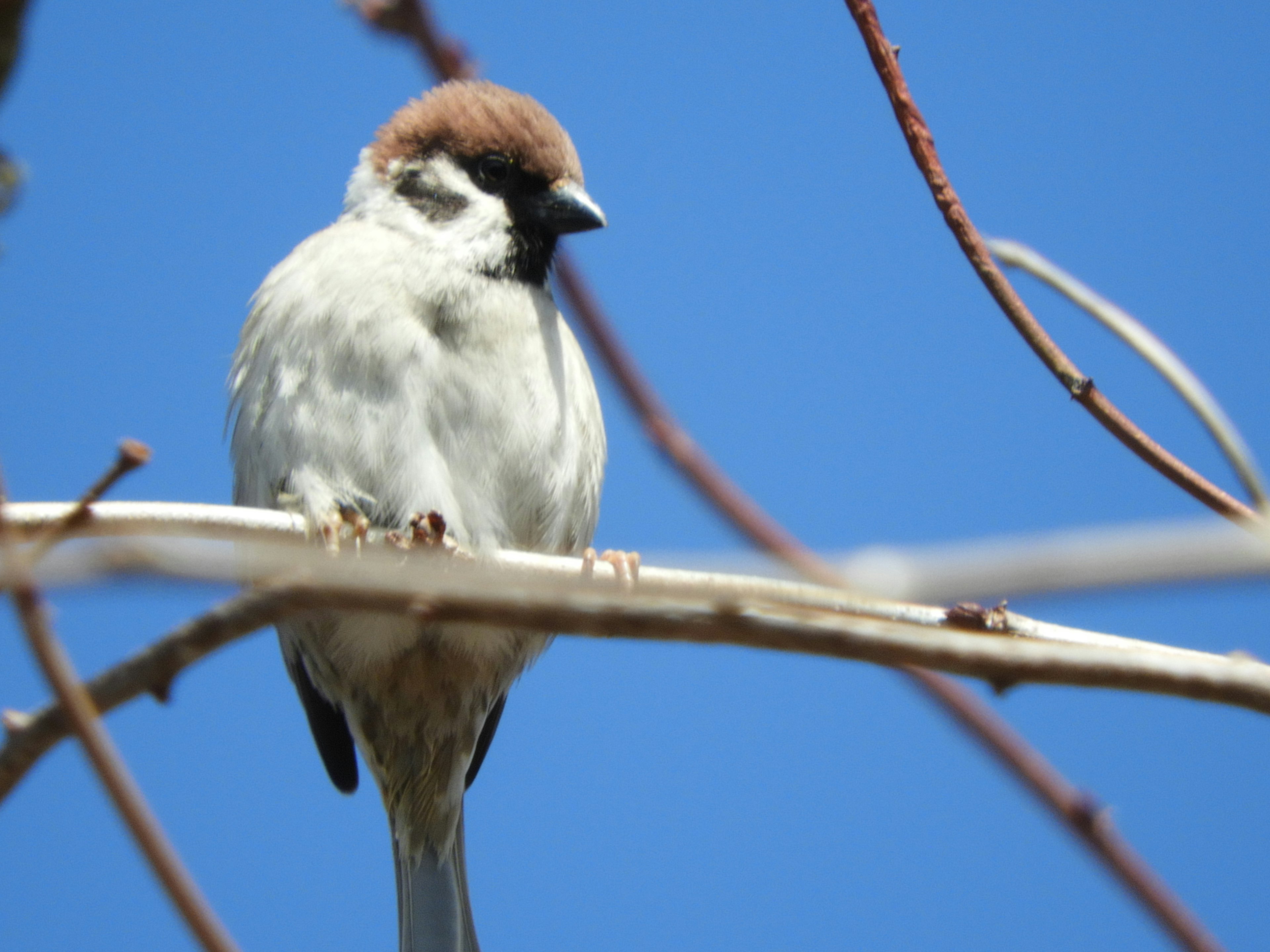 A small bird perched on a thin branch against a blue sky