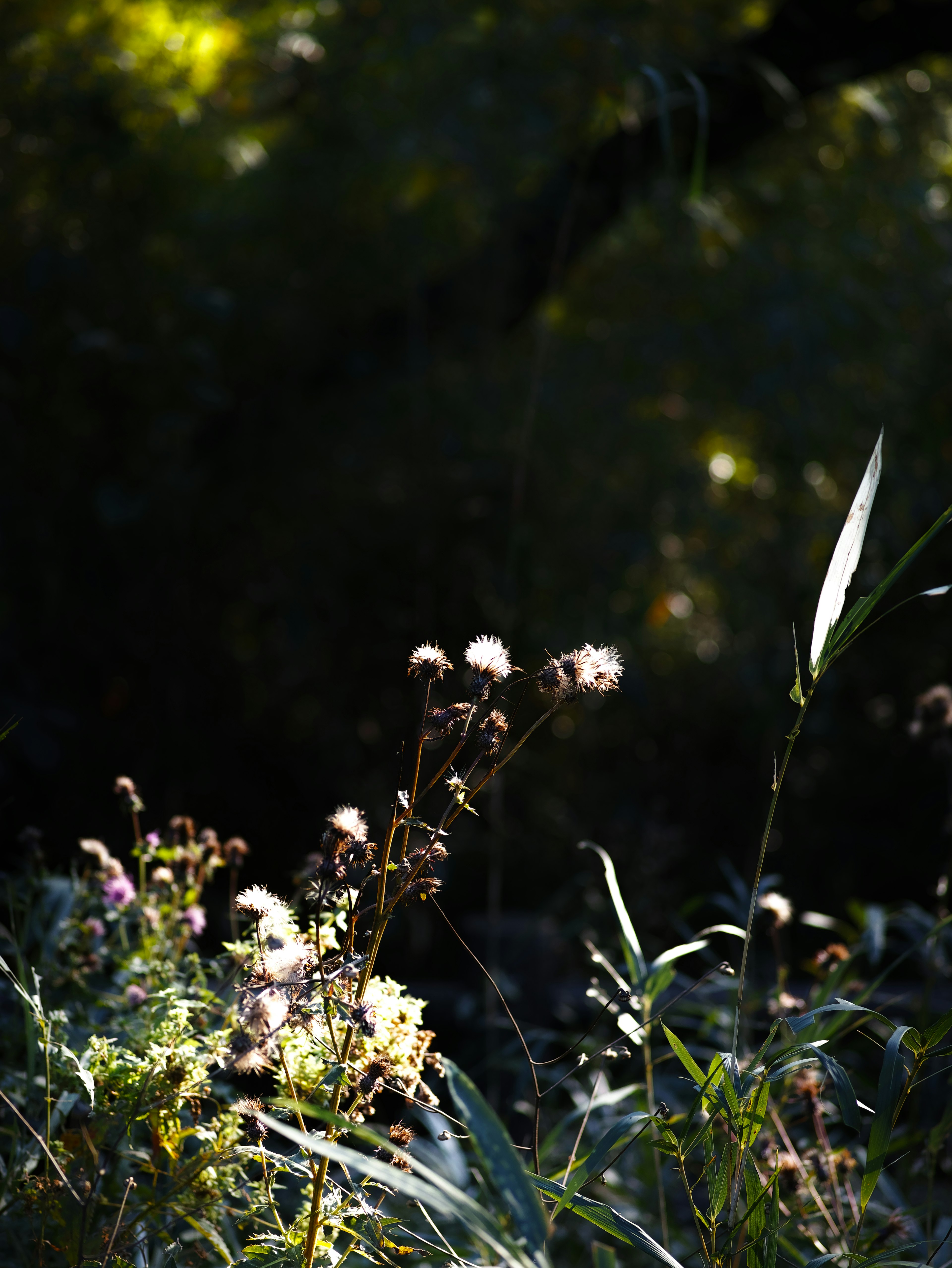 Siluetas de flores silvestres y hierba contra un fondo oscuro