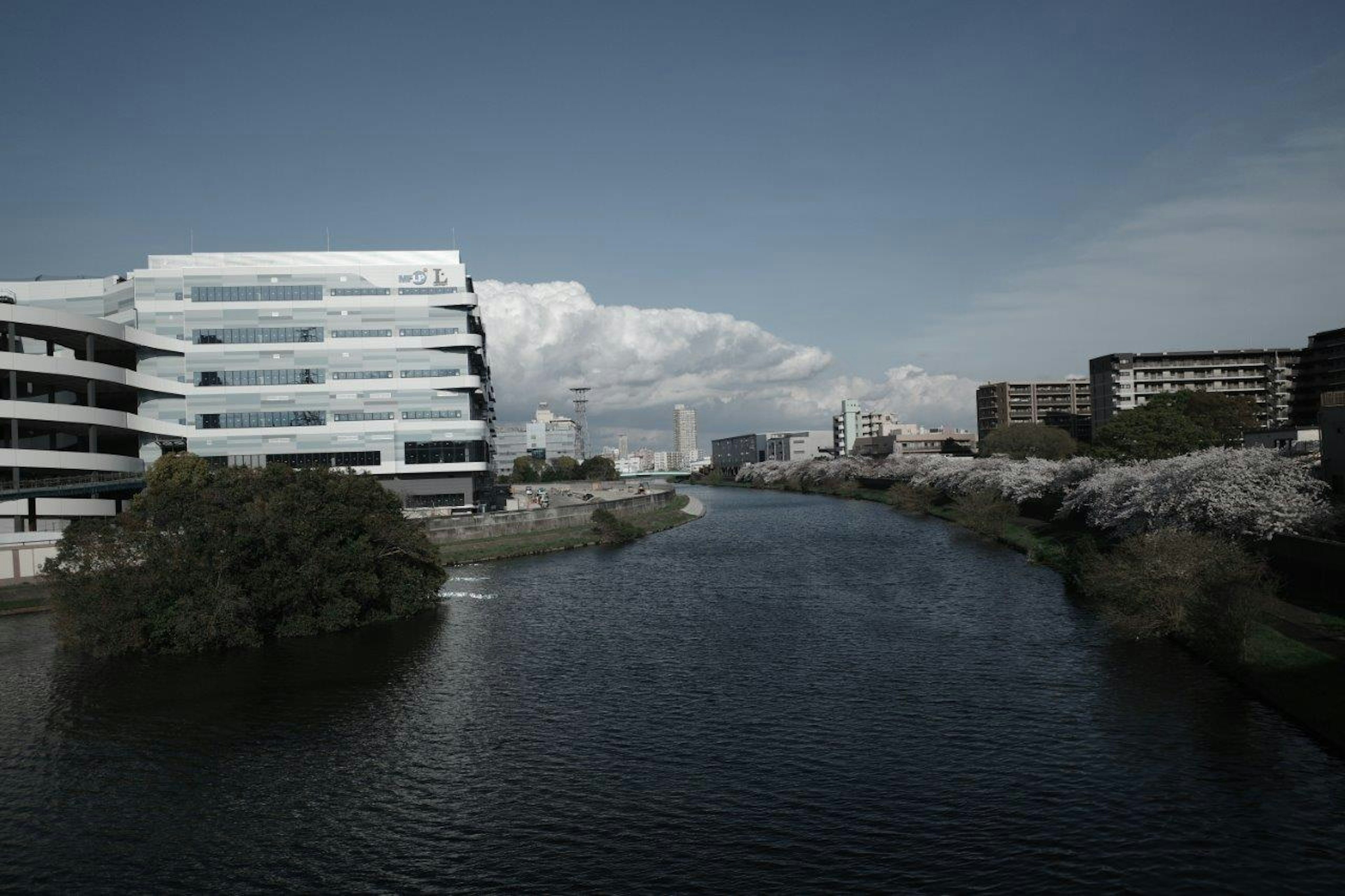 Vista del río con edificios modernos y árboles de cerezo en flor