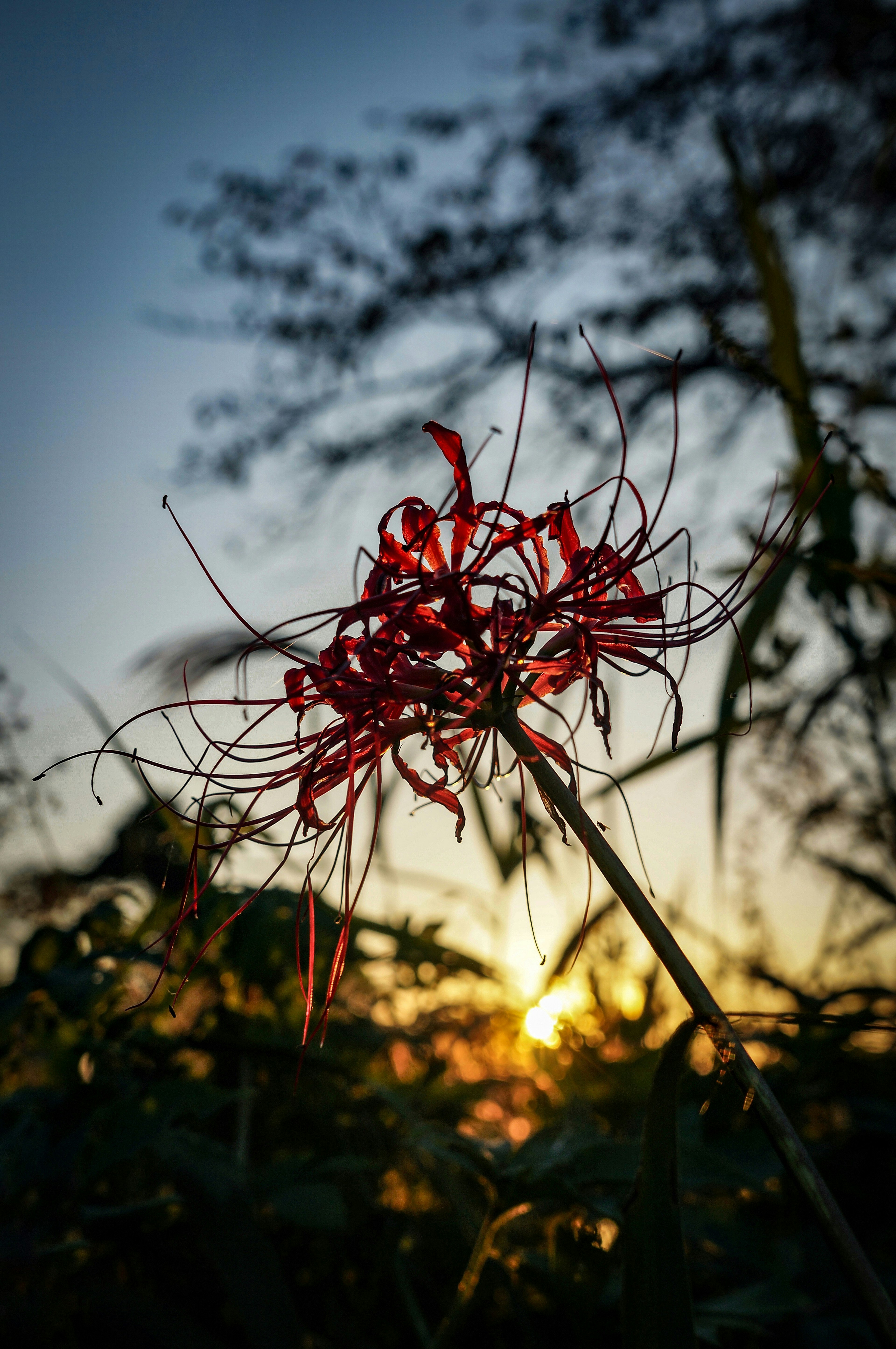 Silueta de una flor roja contra un fondo de atardecer