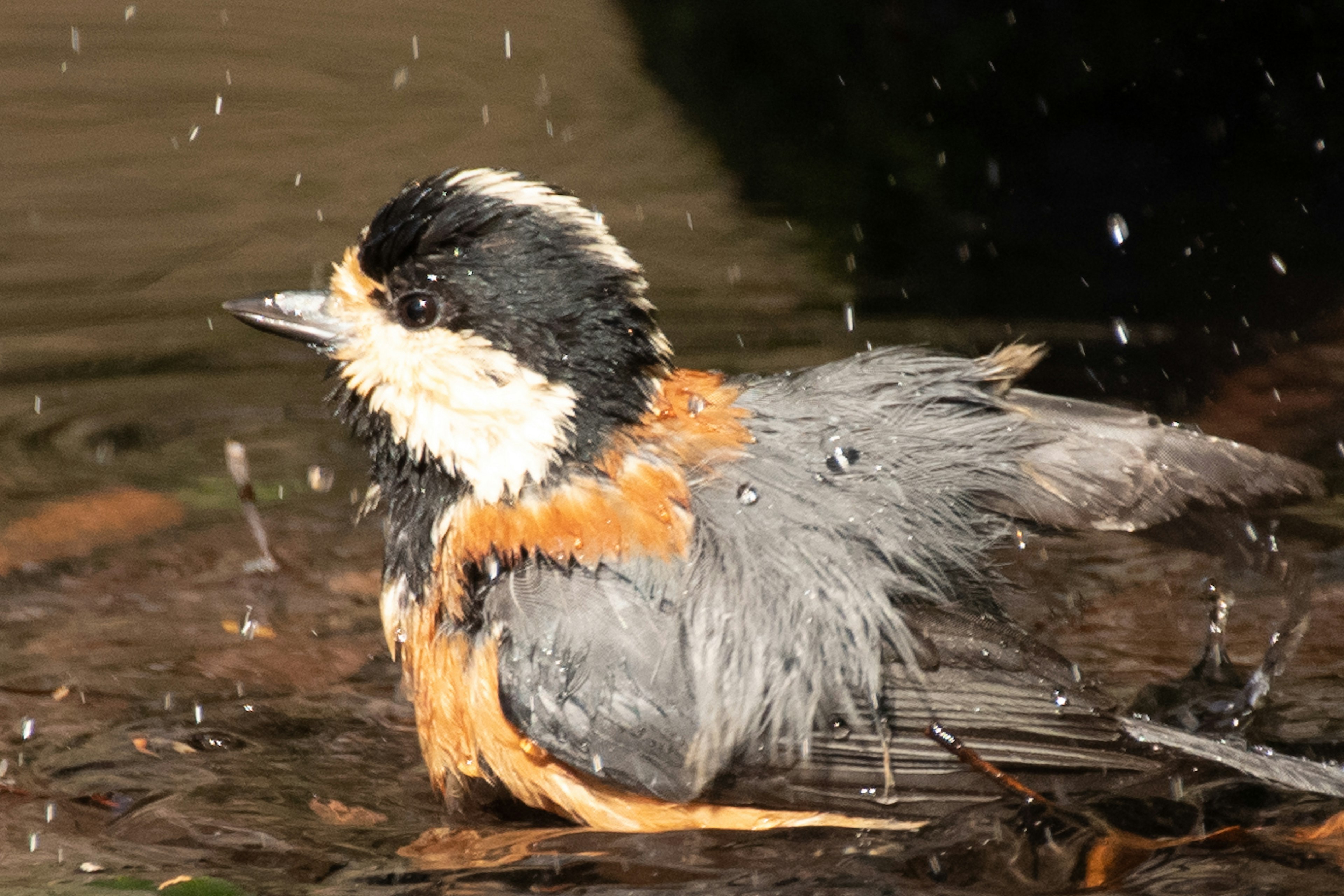 Un pequeño pájaro bañándose con plumas mojadas y gotas de agua alrededor