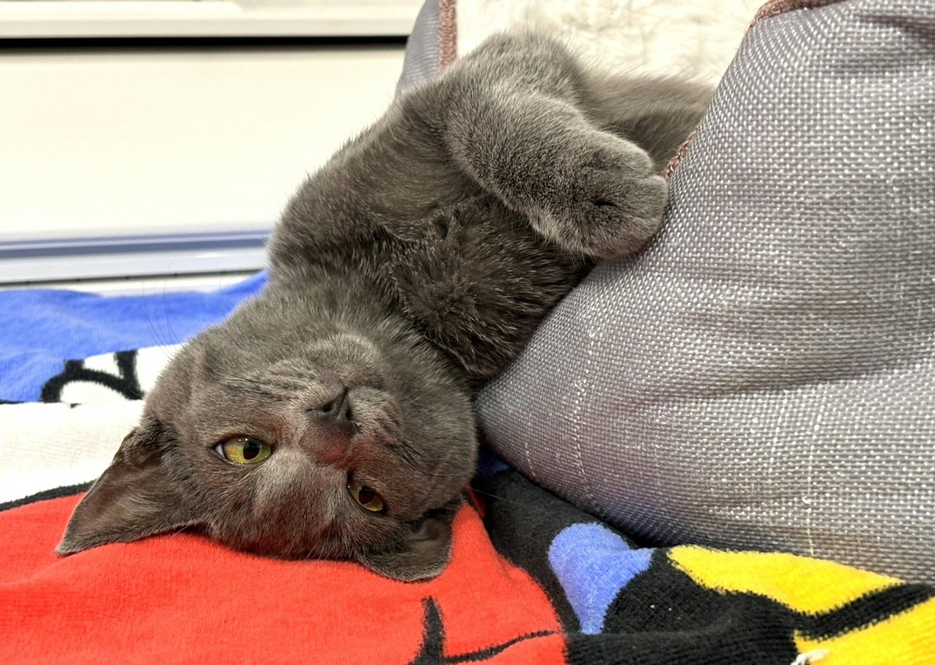 Gato gris acostado sobre un cojín con una expresión juguetona