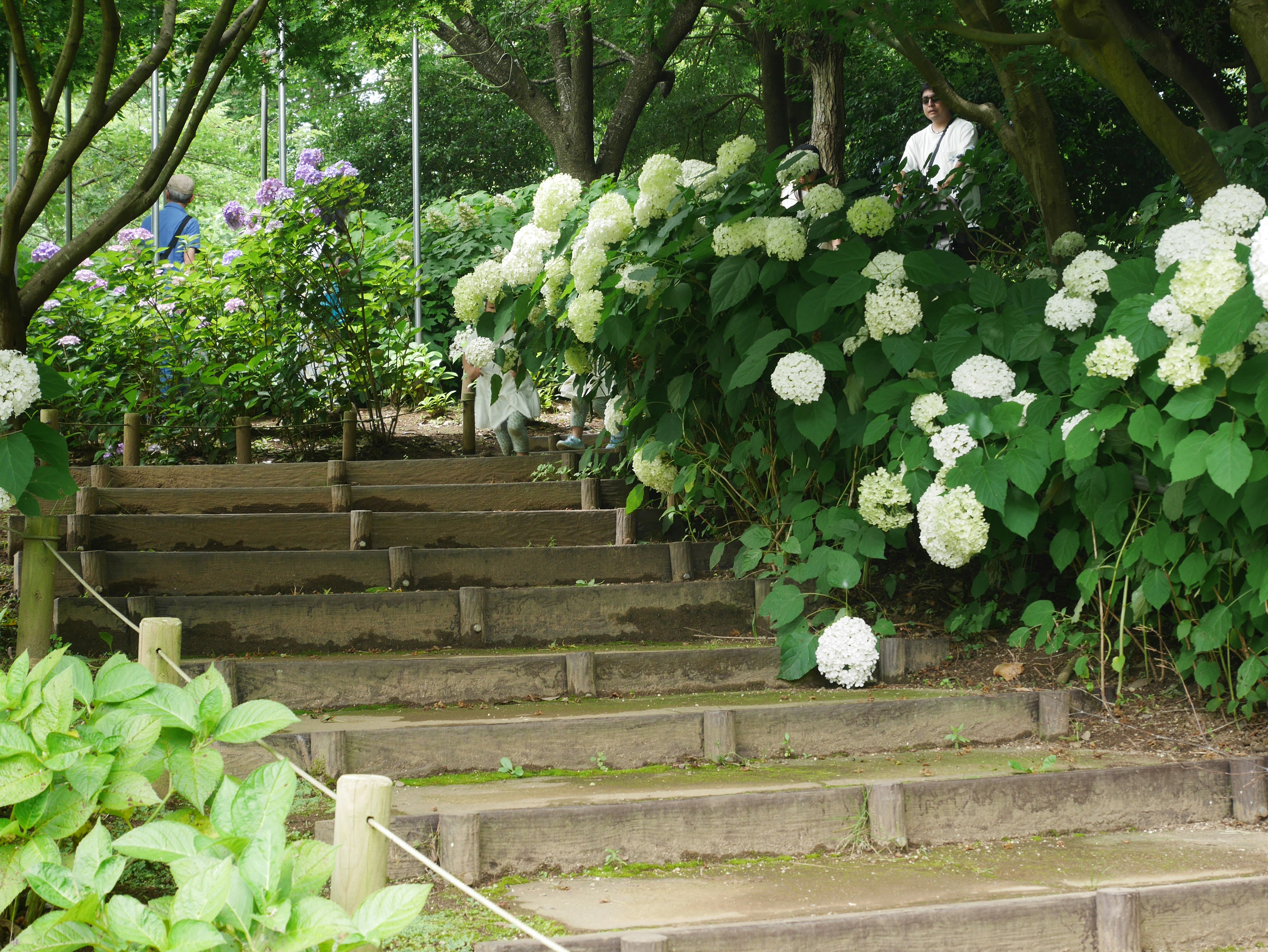 階段と白いアジサイの花が見える美しい風景