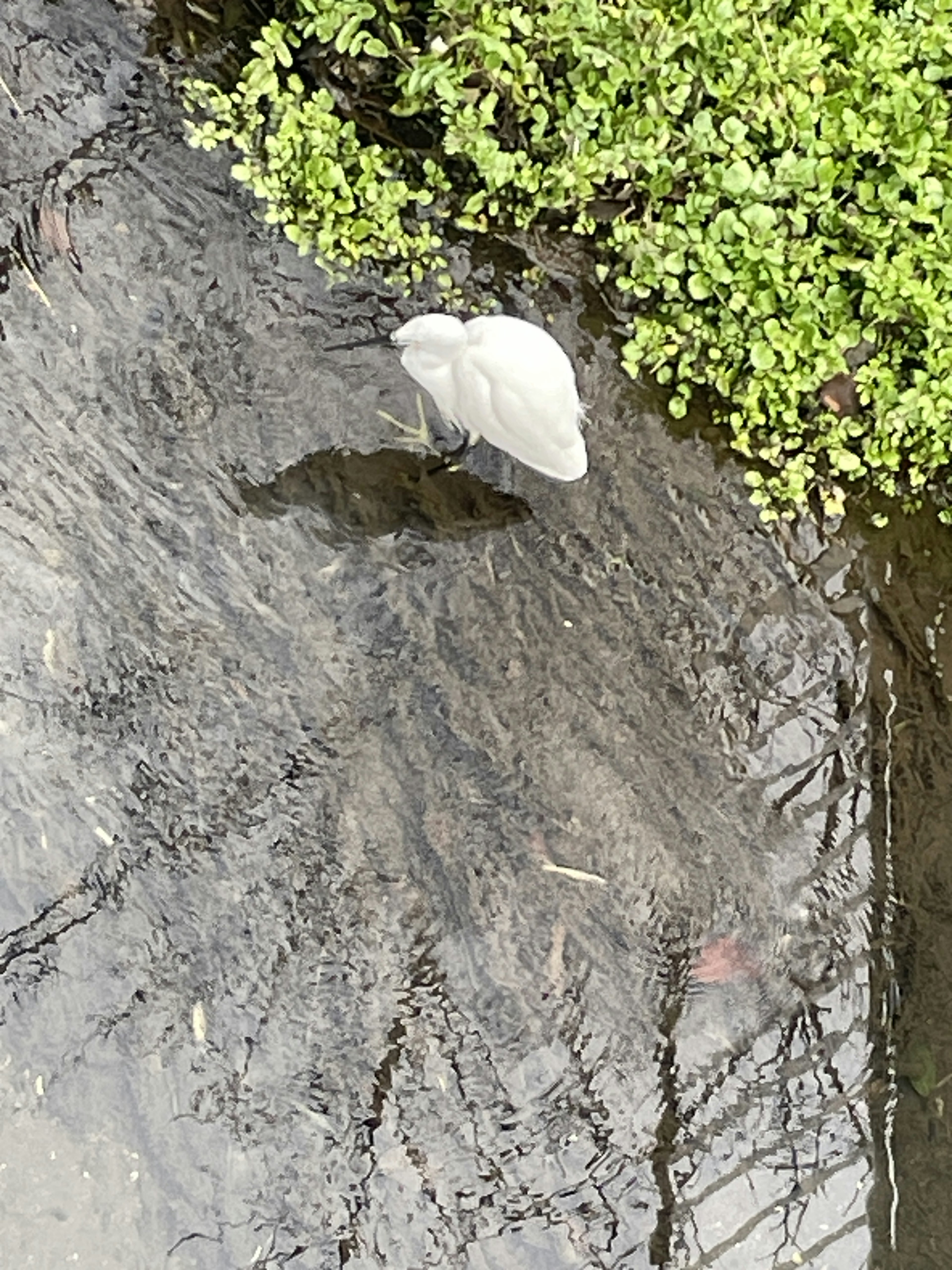 一隻白鳥站在水邊的綠色植物附近