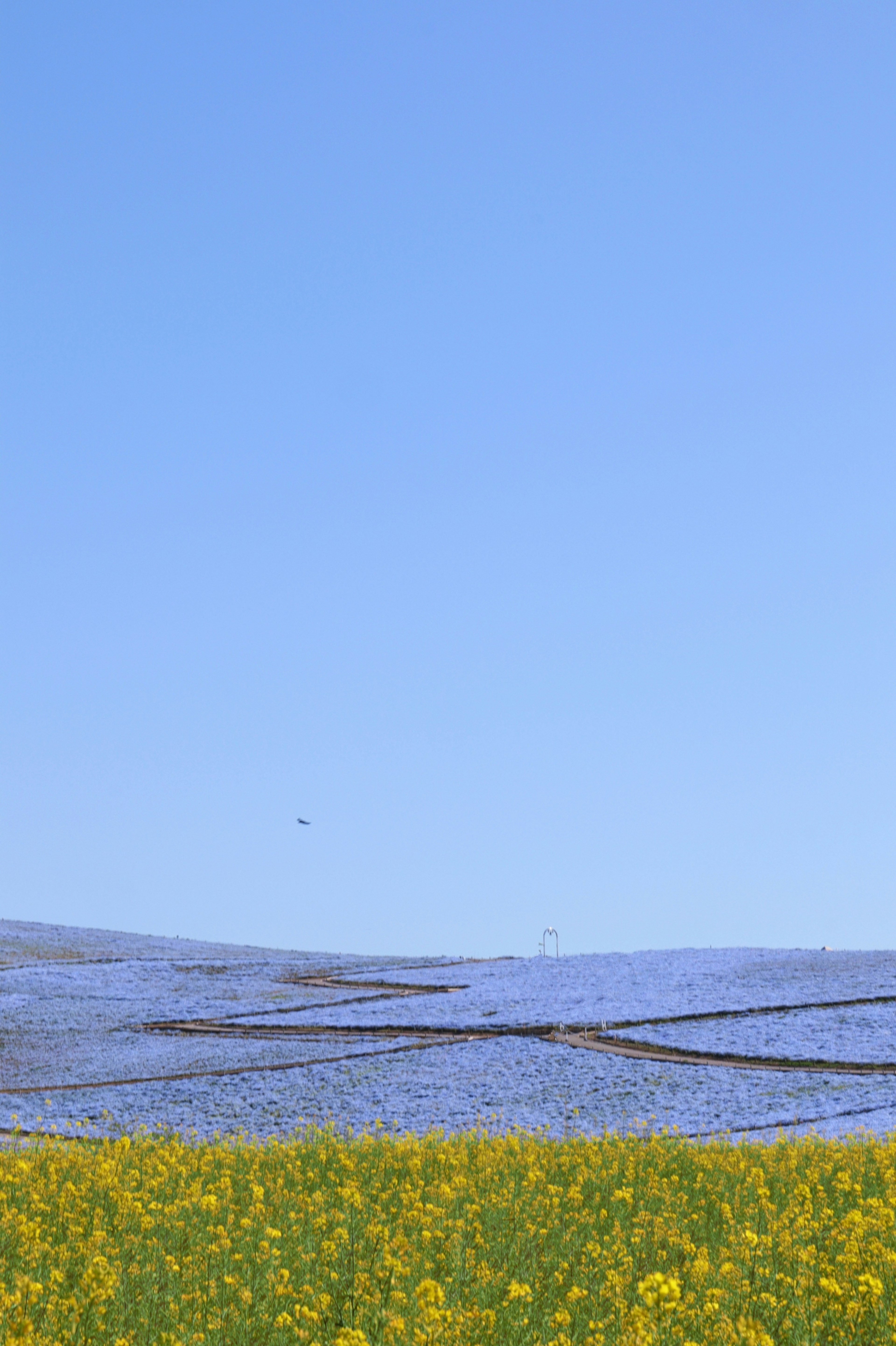 Paesaggio con cielo blu e un campo di fiori gialli