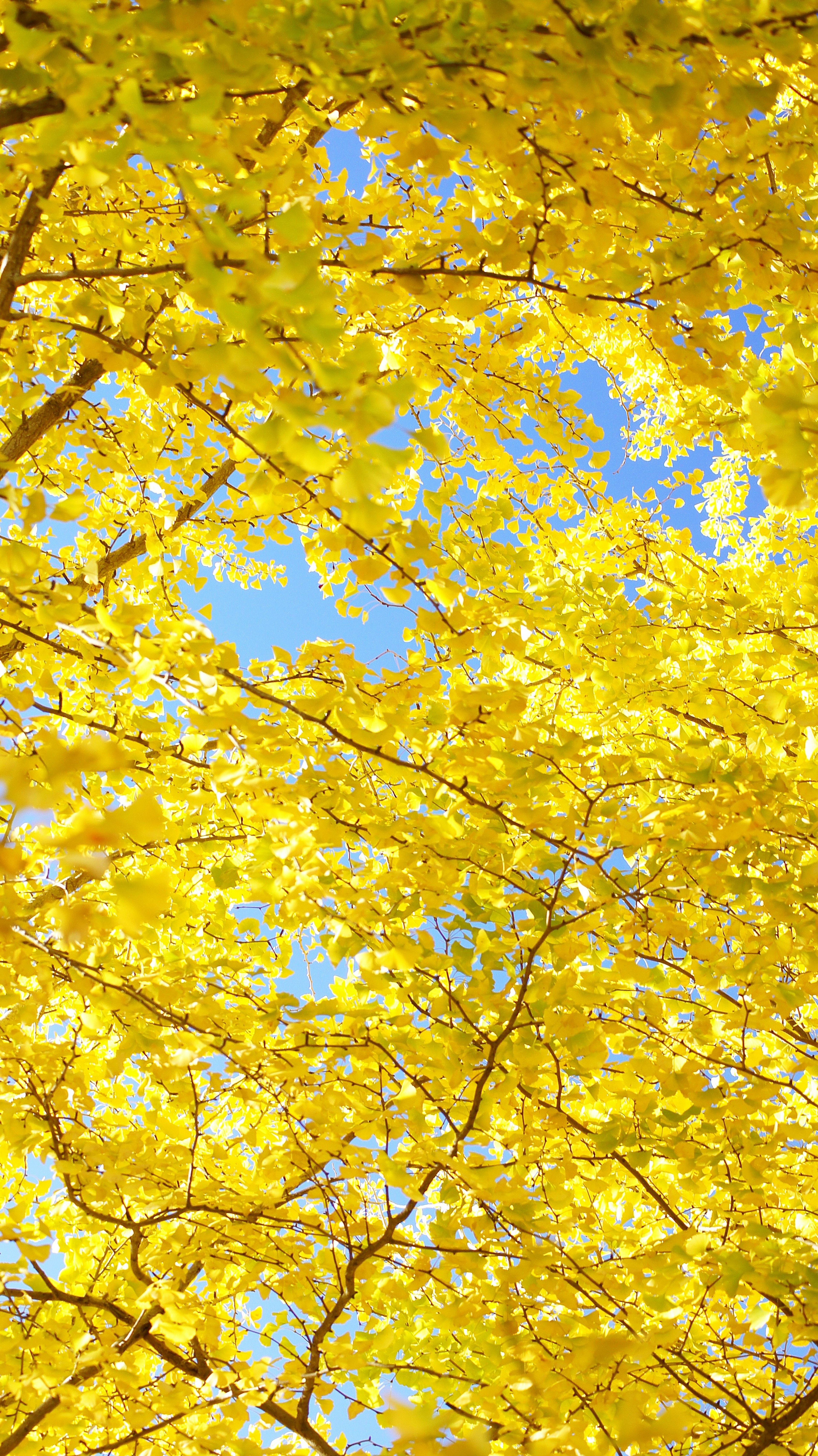 Árboles con hojas amarillas brillantes bajo un cielo azul