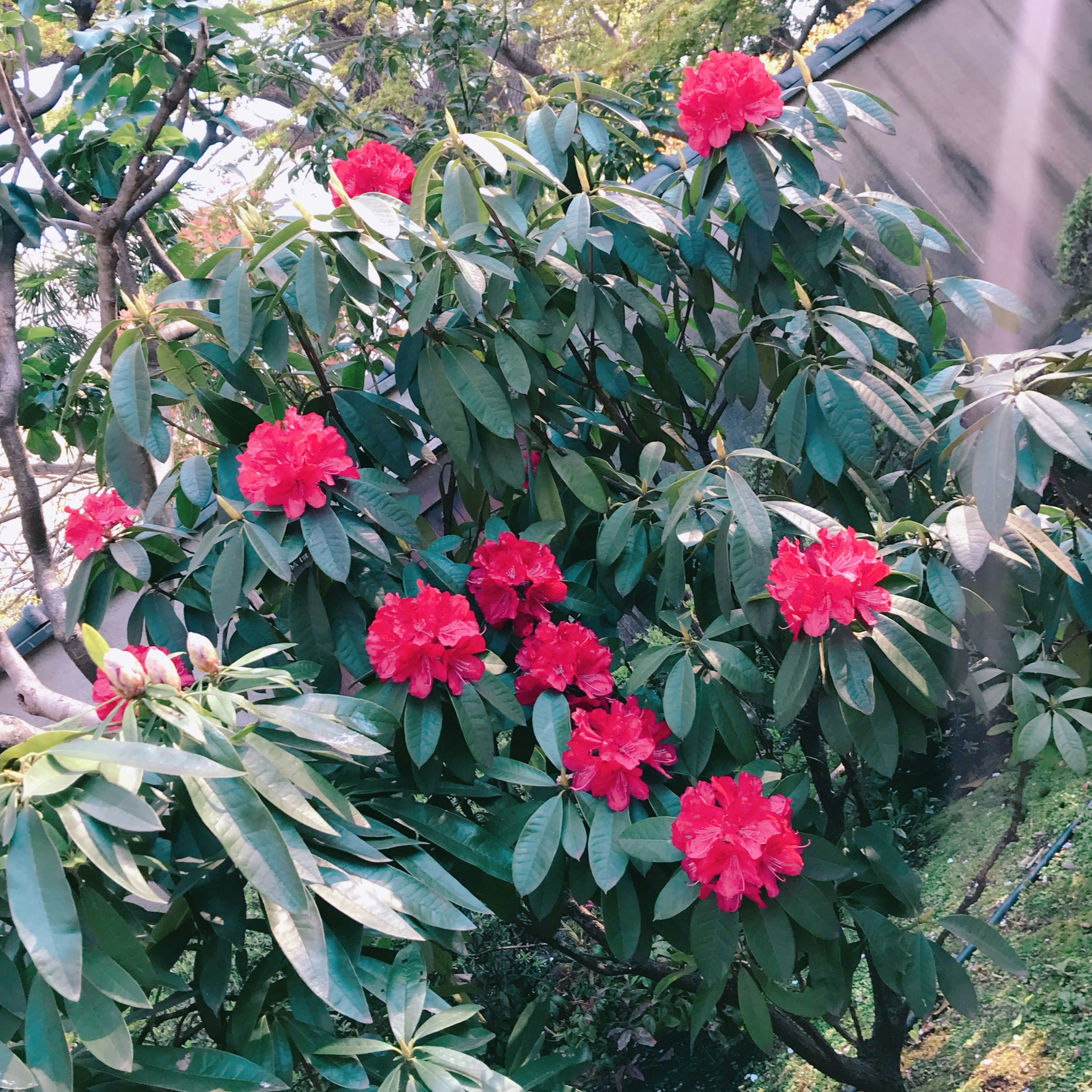 A tree with vibrant red flowers surrounded by green leaves