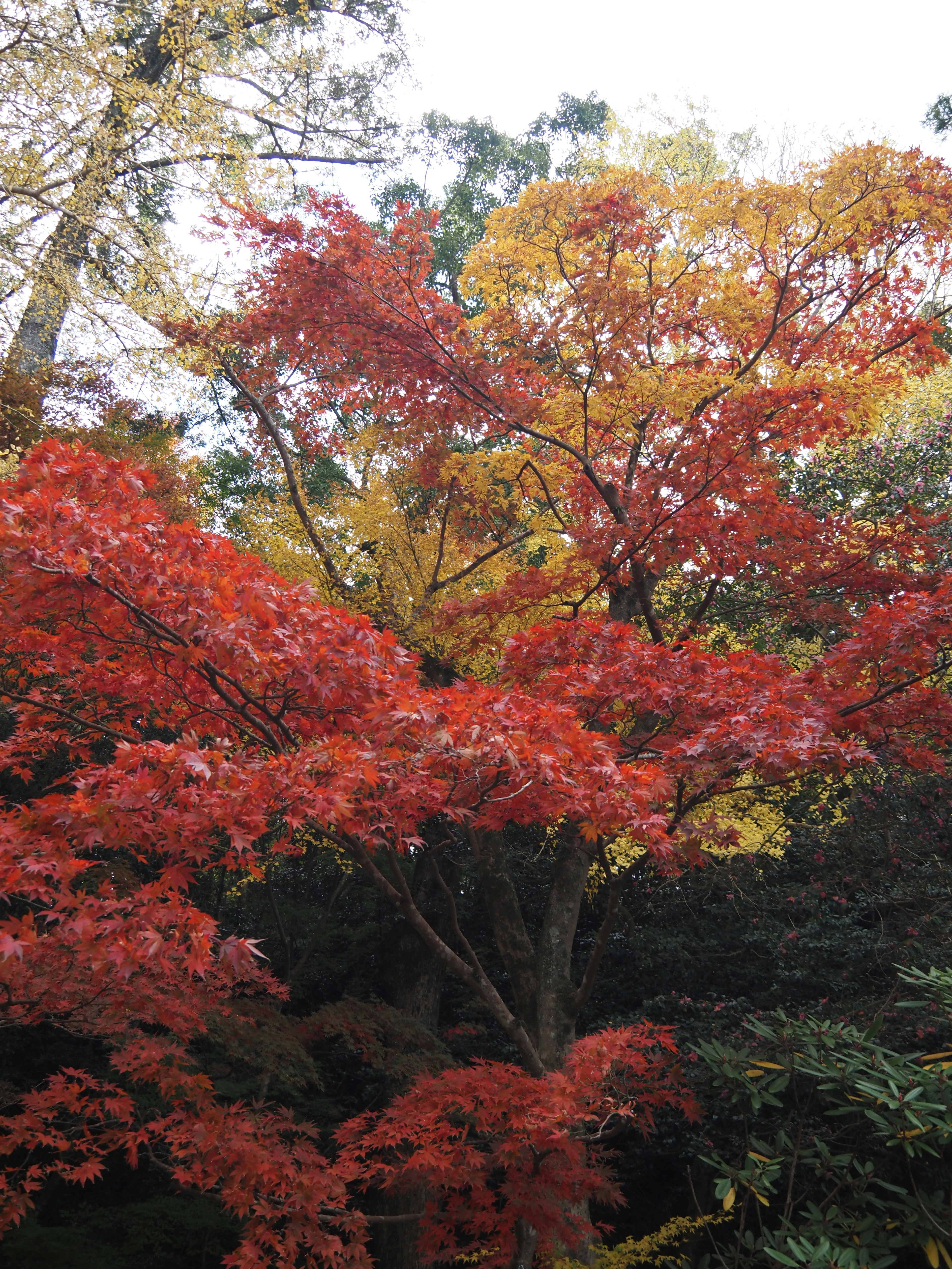 Foglie autunnali rosse e gialle vivaci sugli alberi