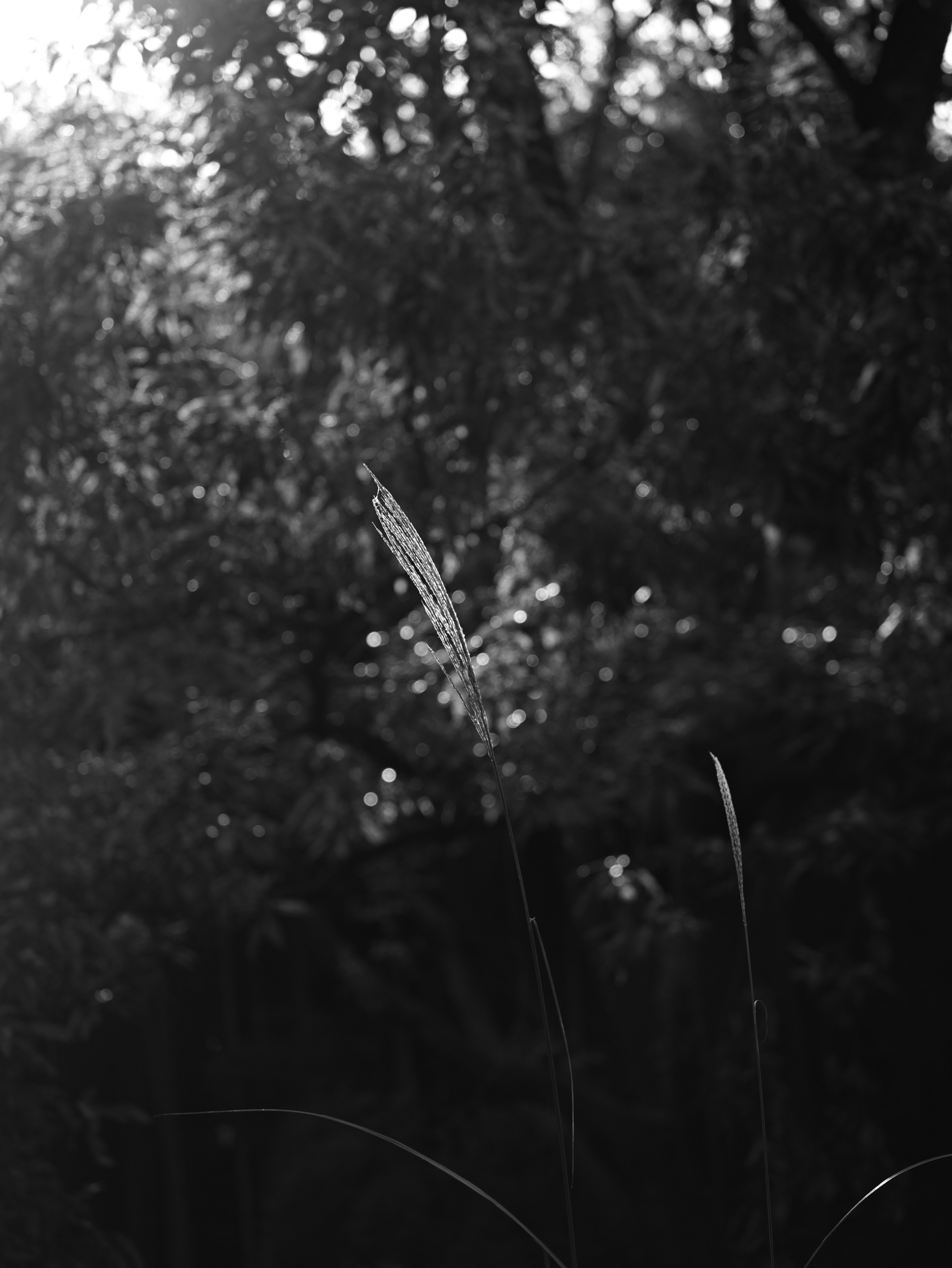 A long grass spike against a blurred black and white background of trees