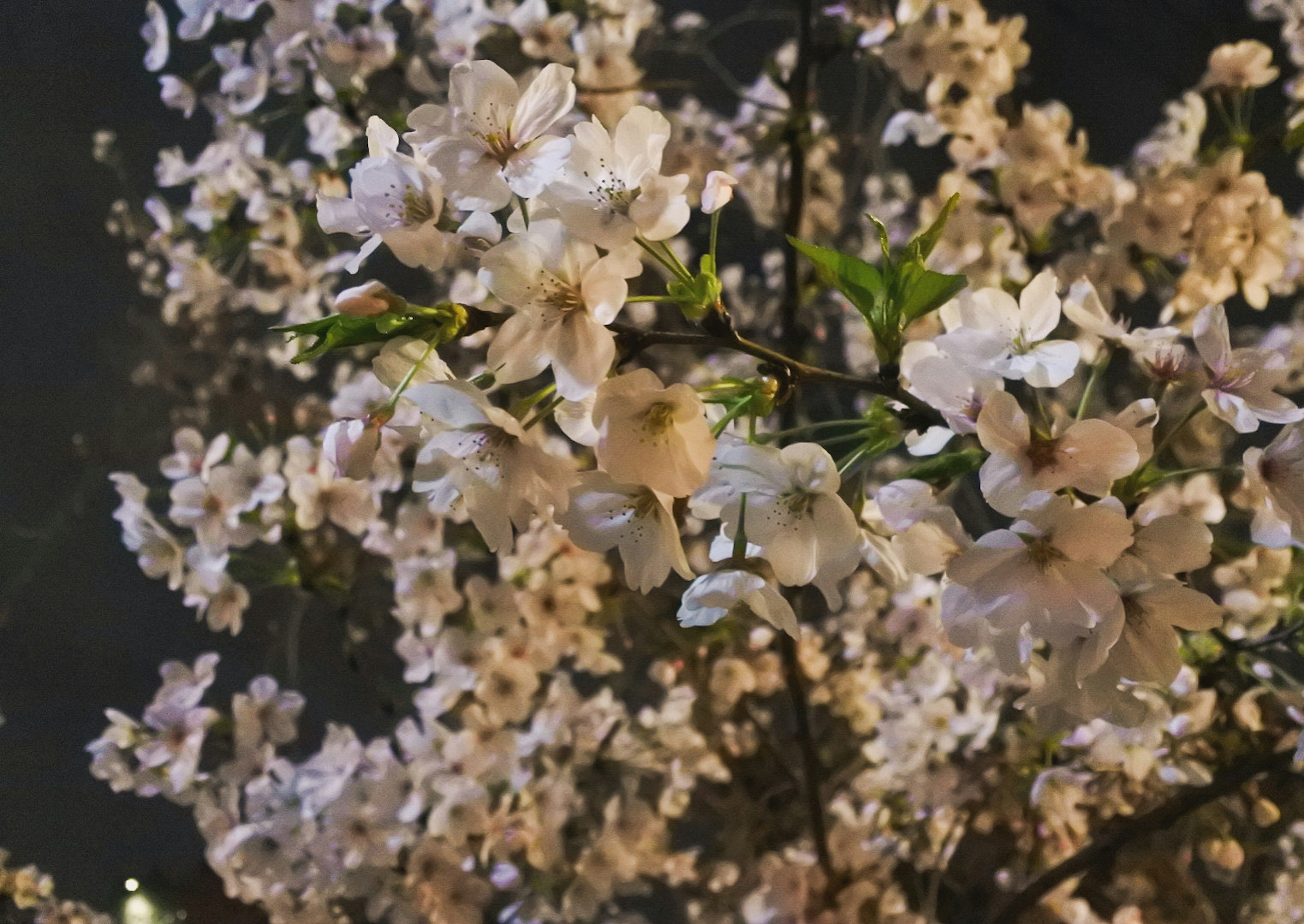 夜の桜の花が咲いている美しい枝