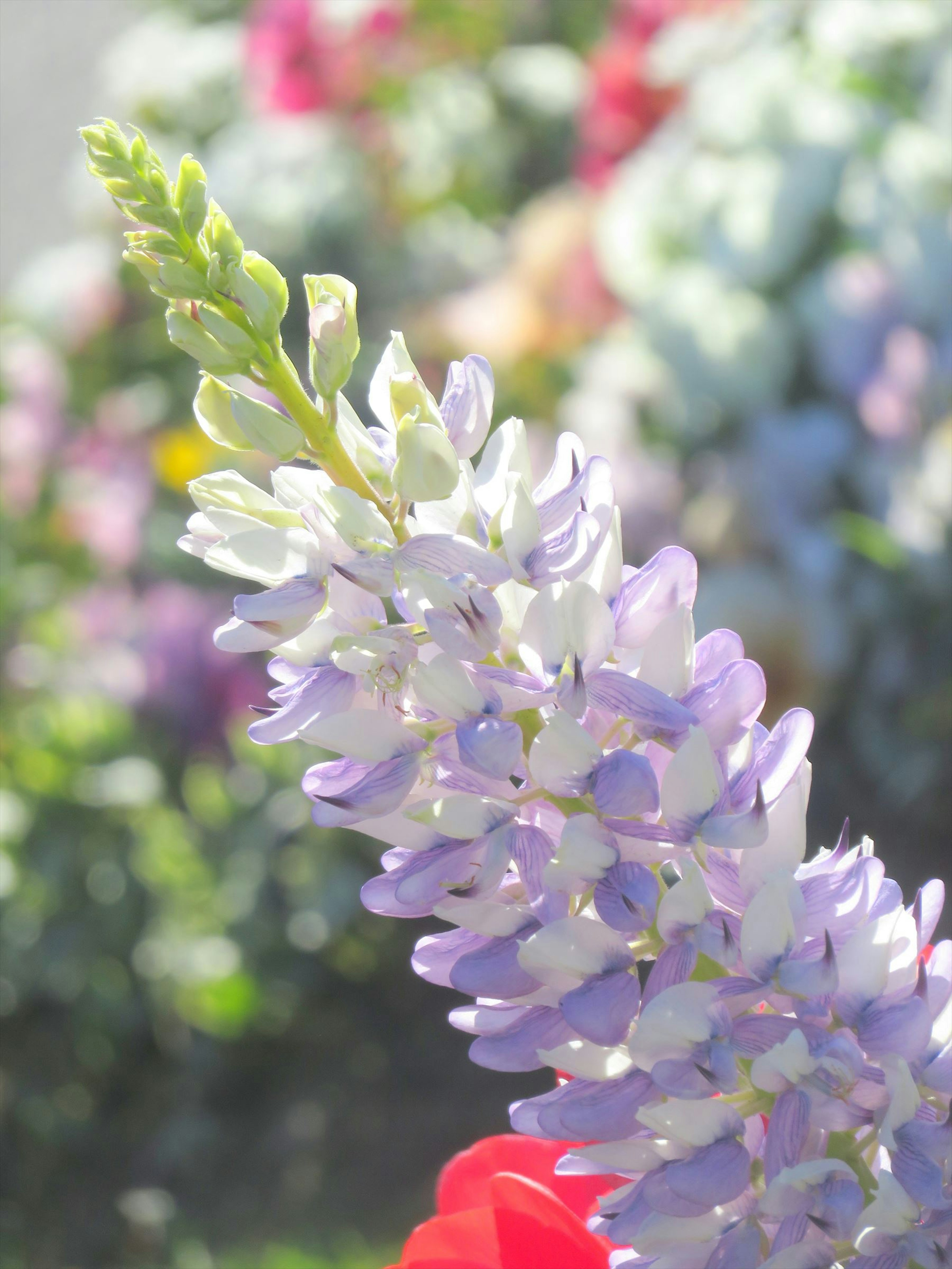 Acercamiento de una flor de lupino con pétalos morados y blancos