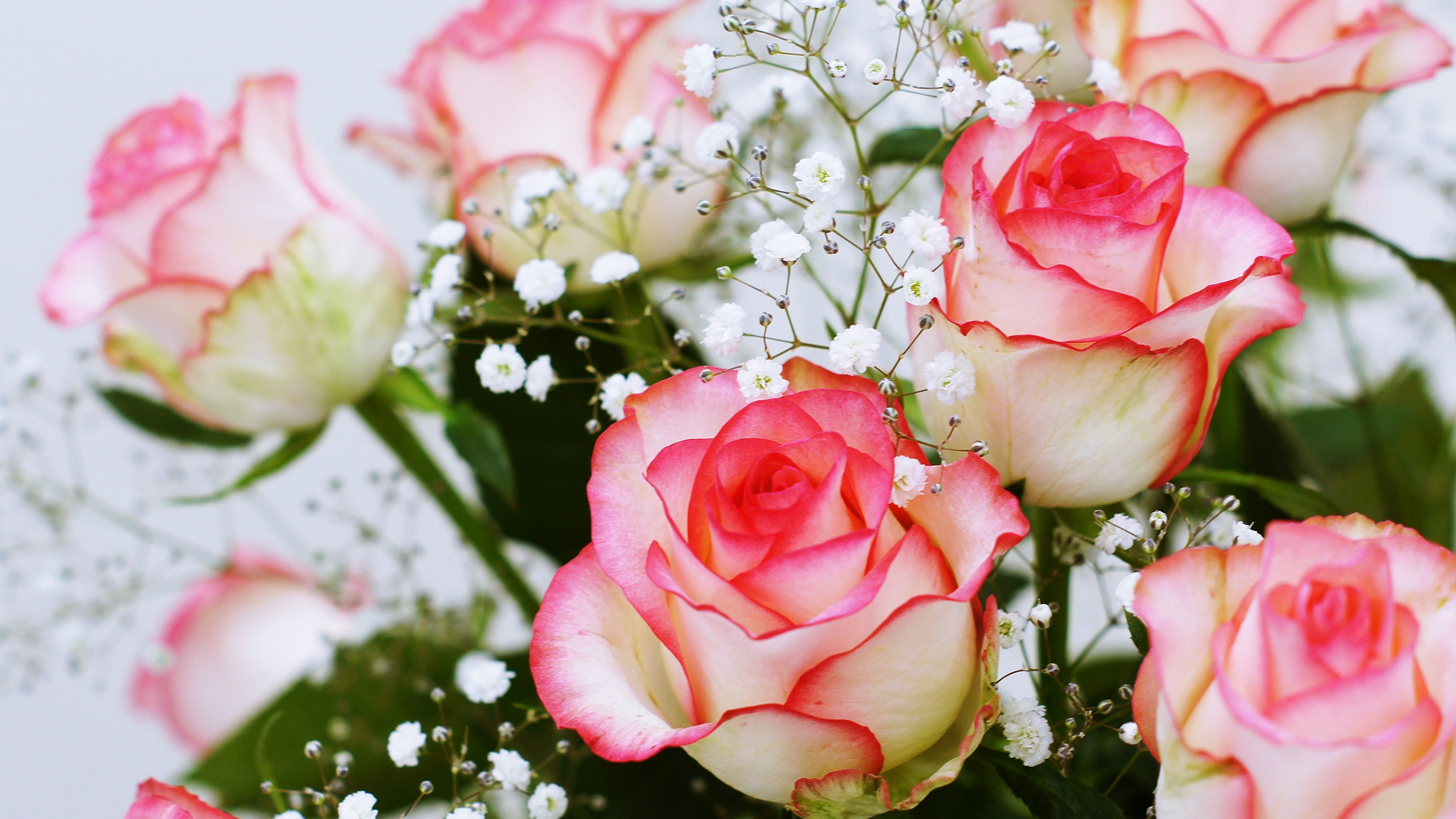 Schöne Anordnung von rosa und roten Rosen mit weißen Schleierkrautblüten