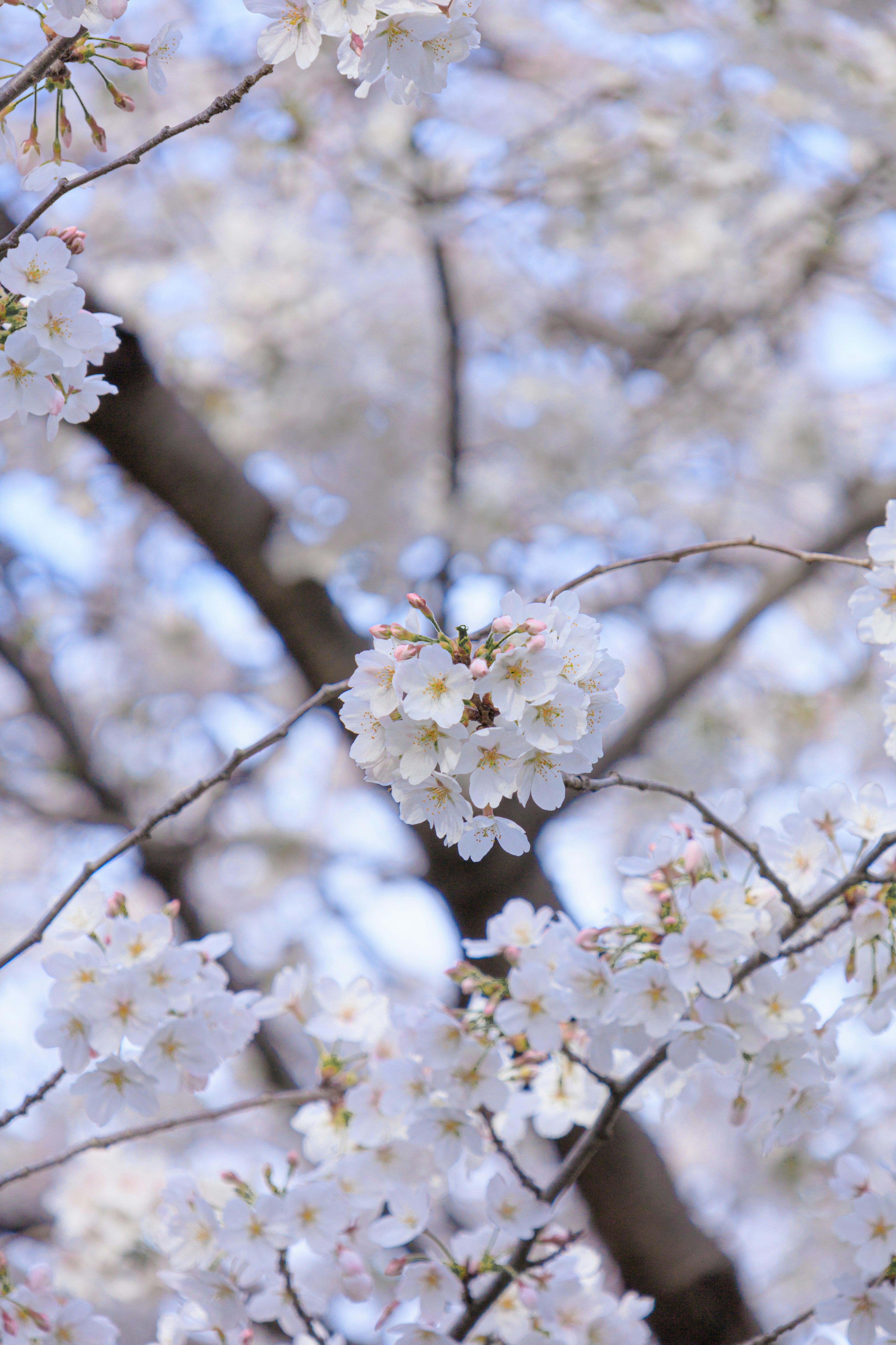 桜の花が咲いている枝のクローズアップ