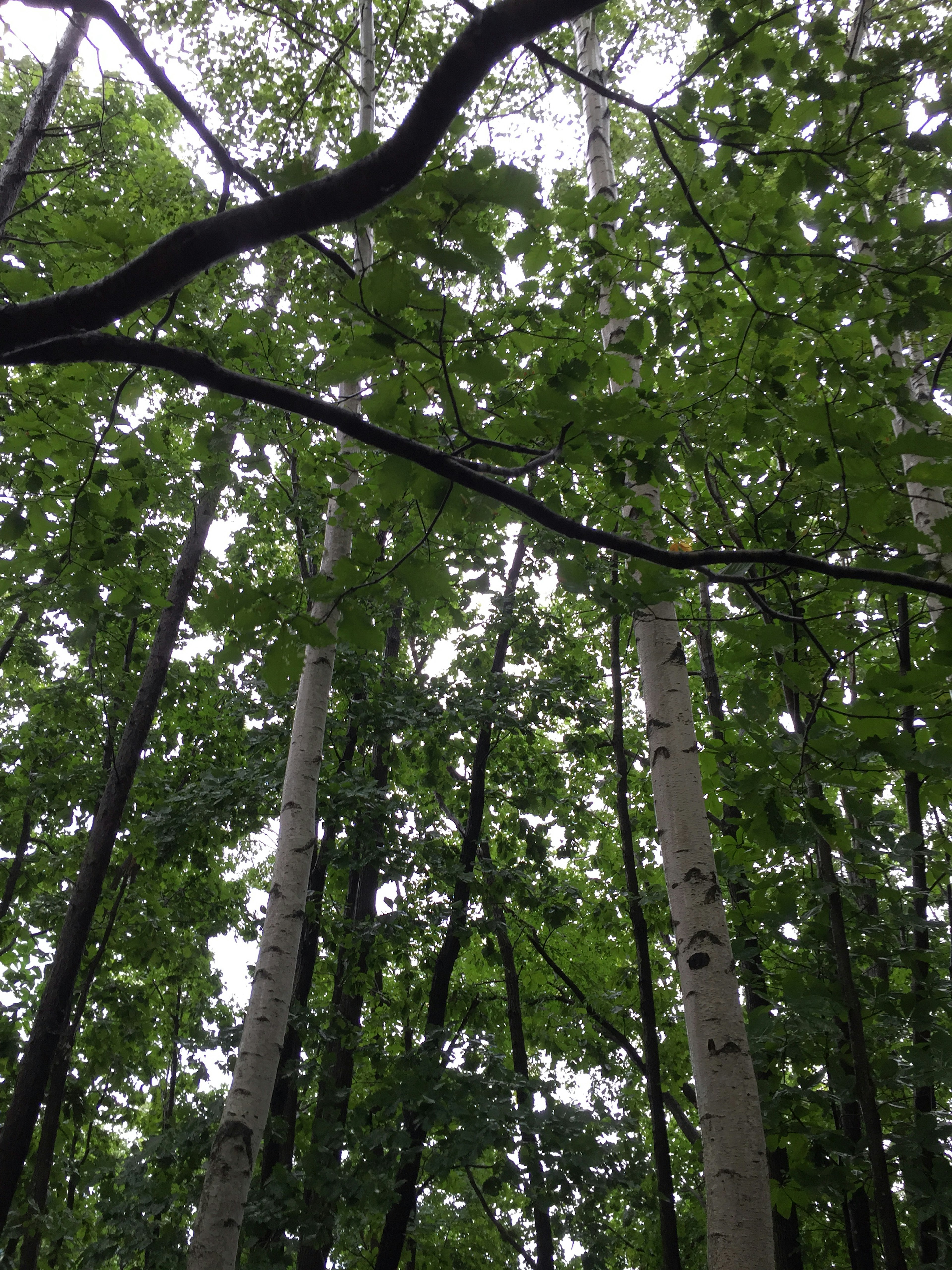 Vue vers le haut à travers des arbres verts luxuriants avec des branches entrecroisées et des feuilles abondantes