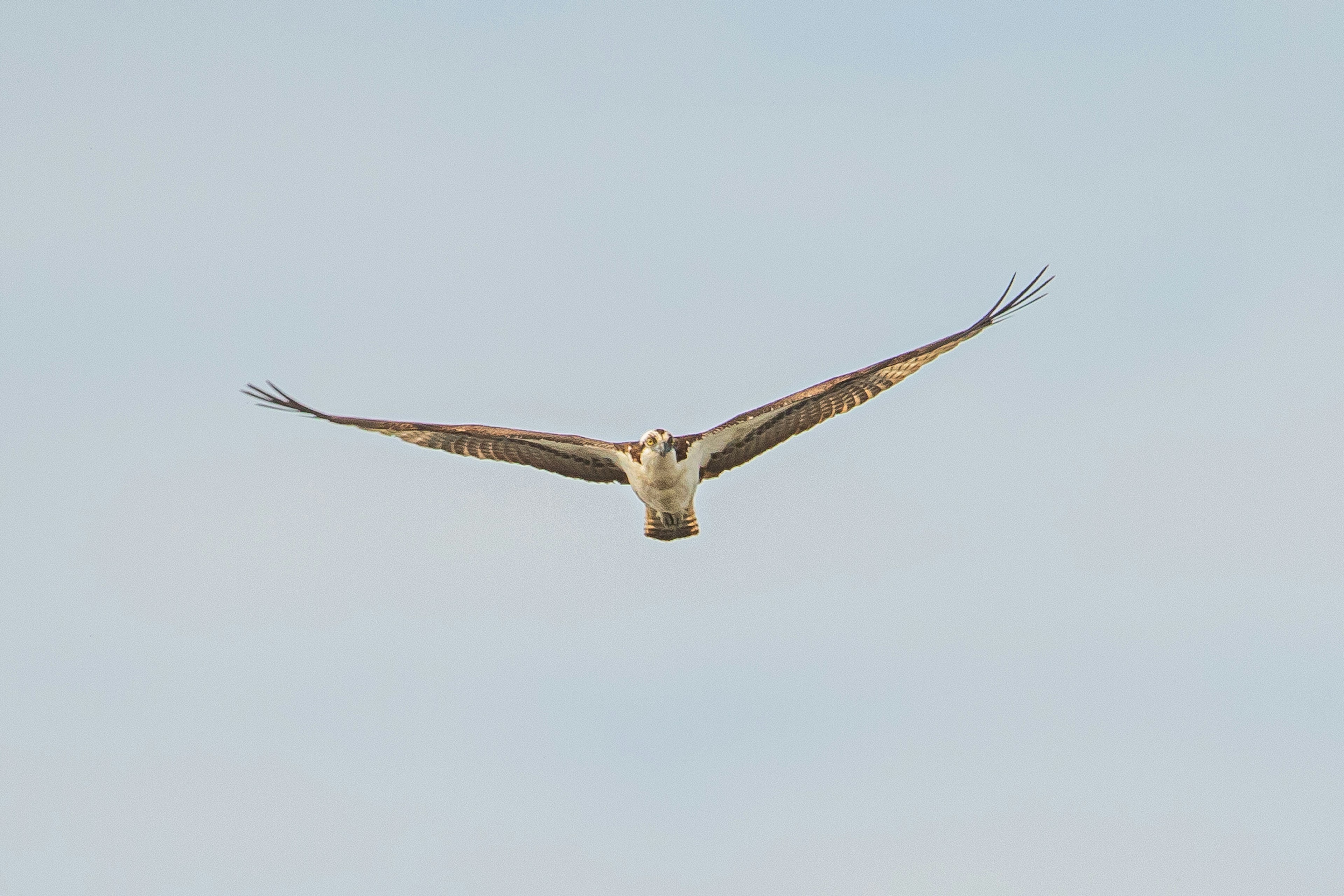 Un águila pescadora volando hacia la cámara con las alas extendidas