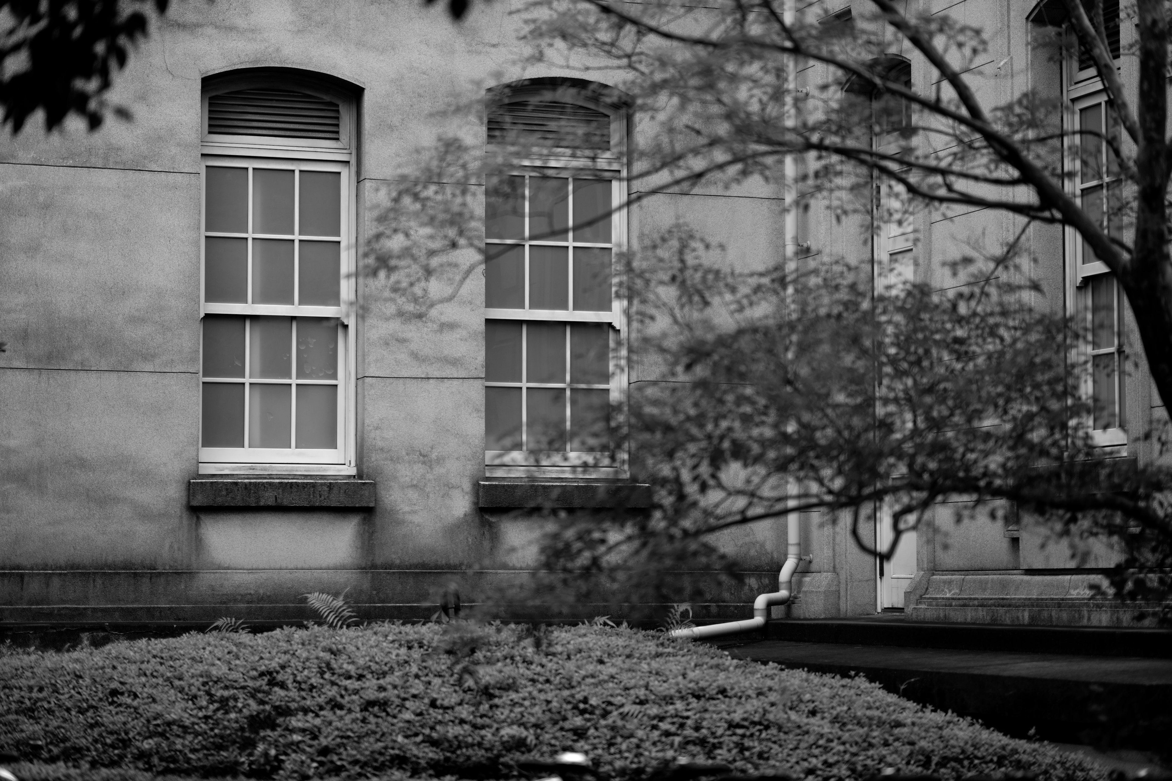 Image en noir et blanc des fenêtres d'un bâtiment et des branches d'arbre