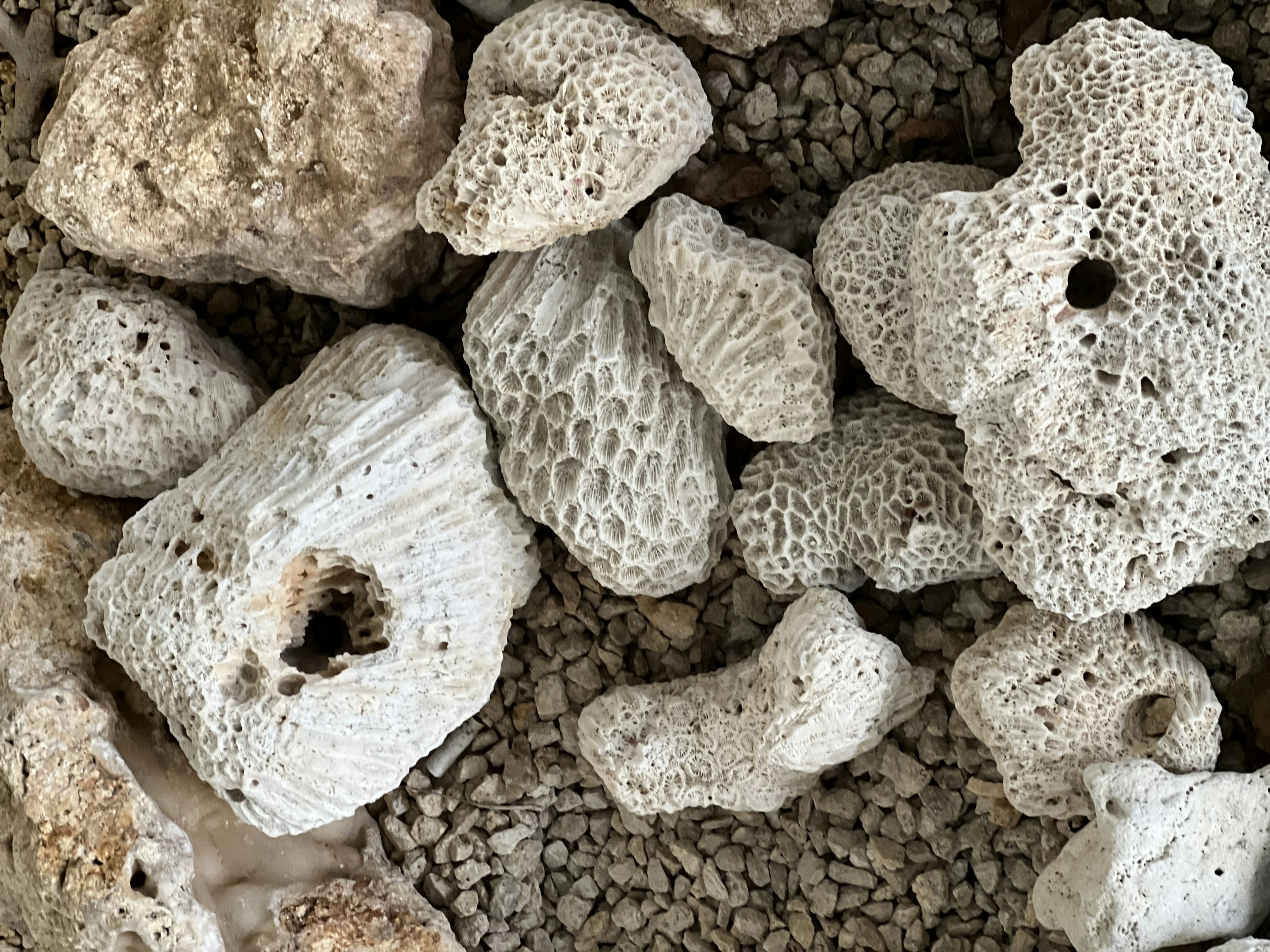 A collection of white coral stones with various textures