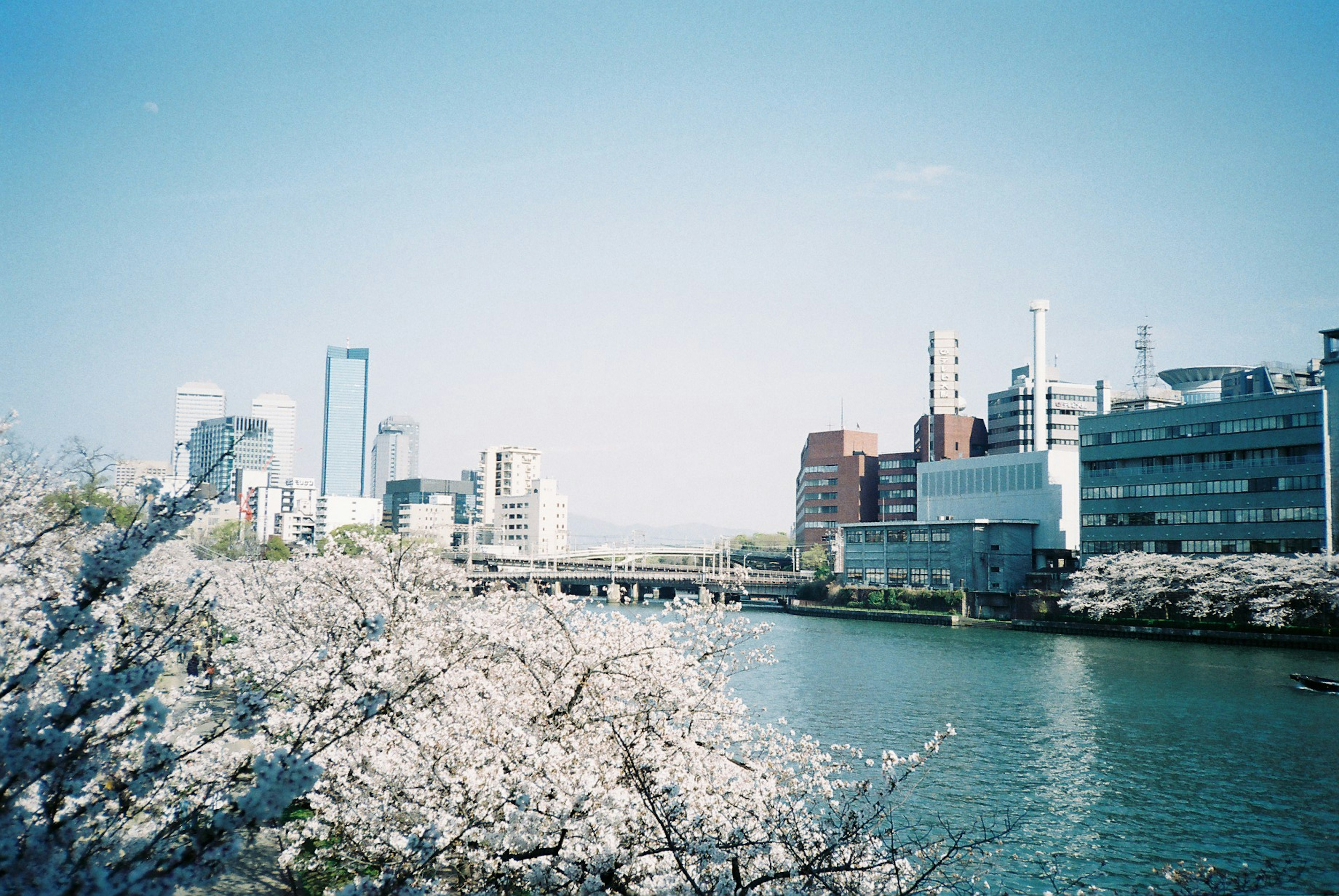 桜の木が咲く川の風景と都市のビル群