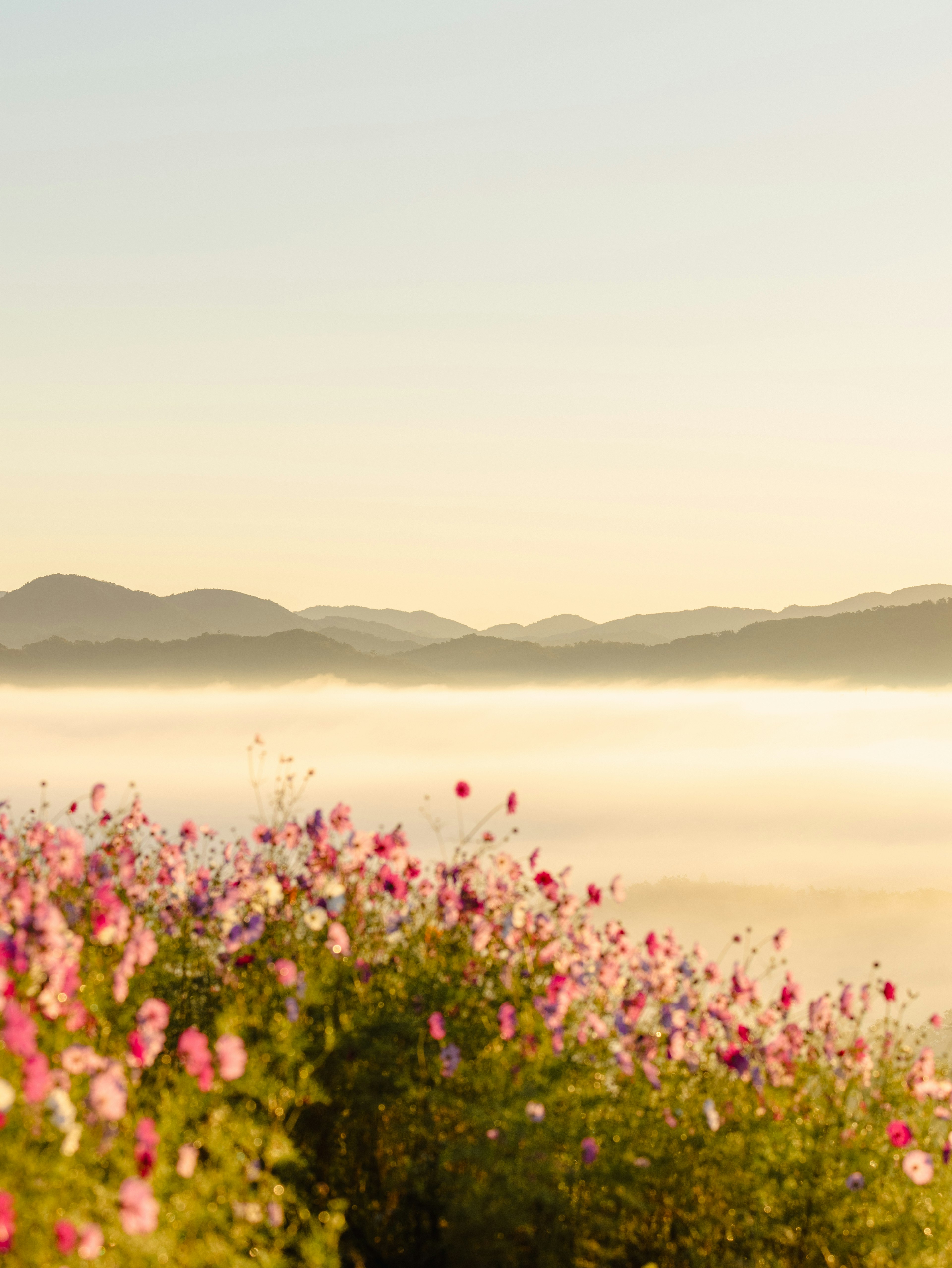 Fiori rosa che sbocciano all'alba con montagne nebbiose sullo sfondo