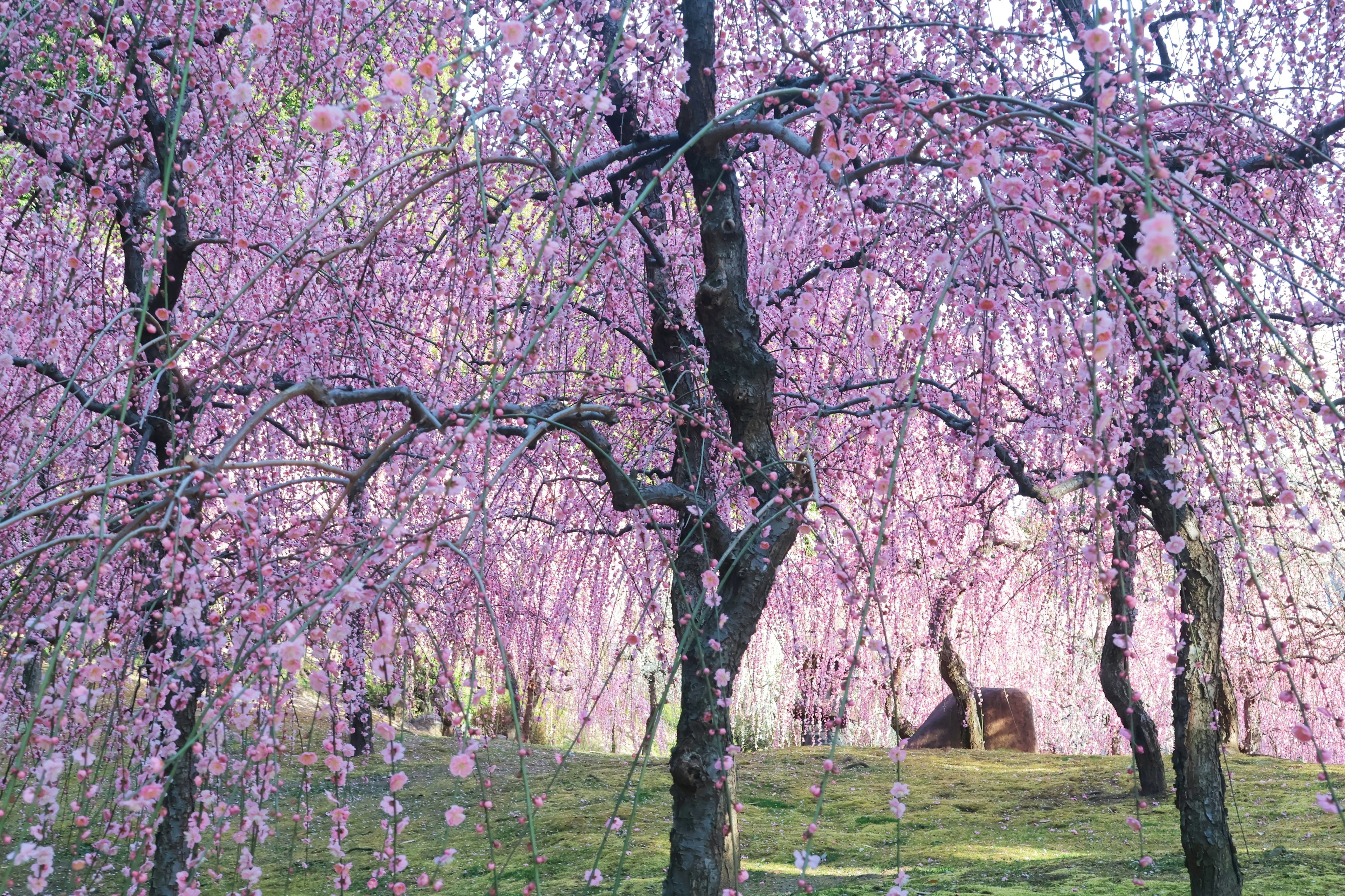 Cherry blossom trees in full bloom with pink flowers over green grass