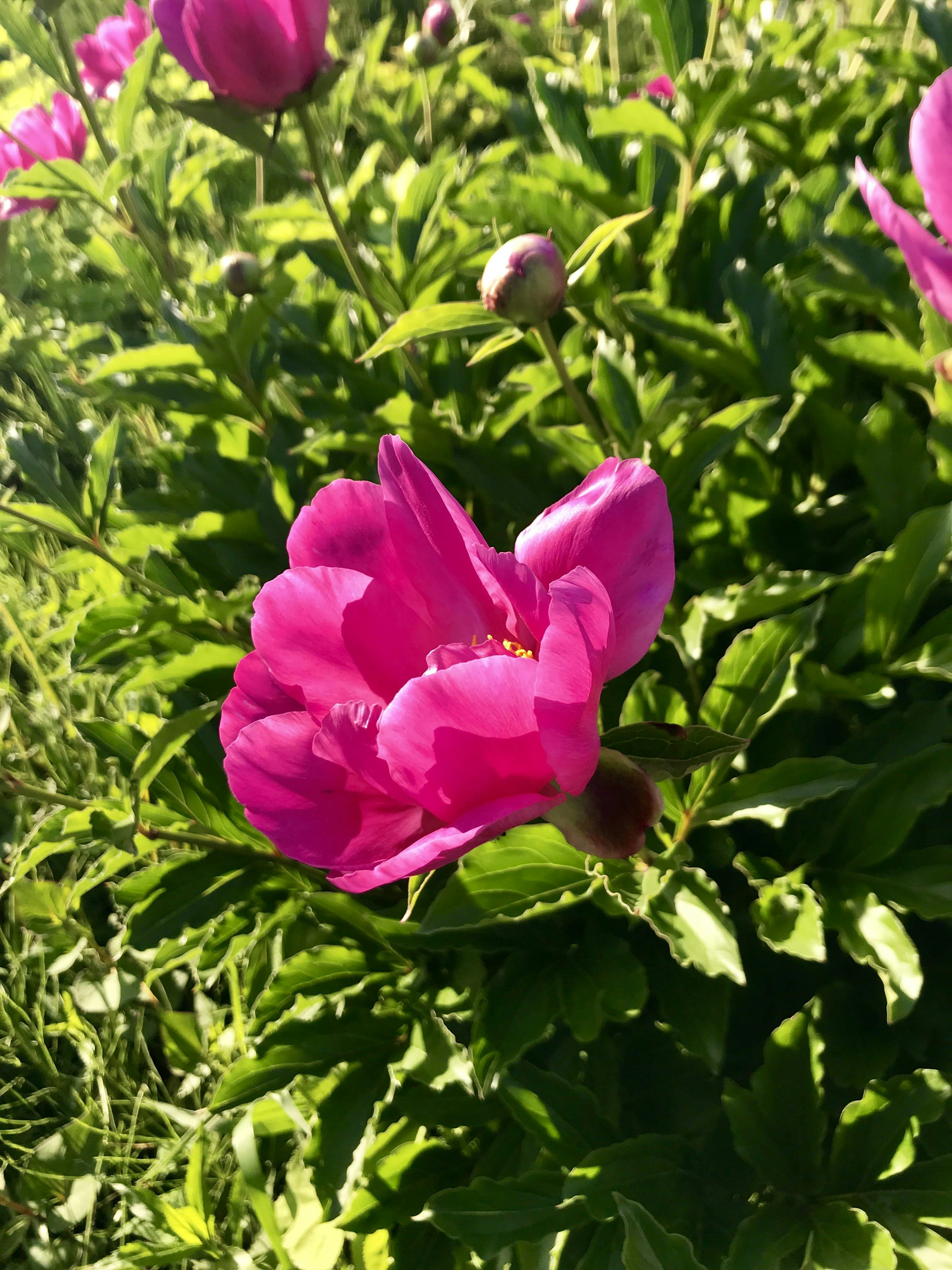 Bunga pink cerah dikelilingi daun hijau