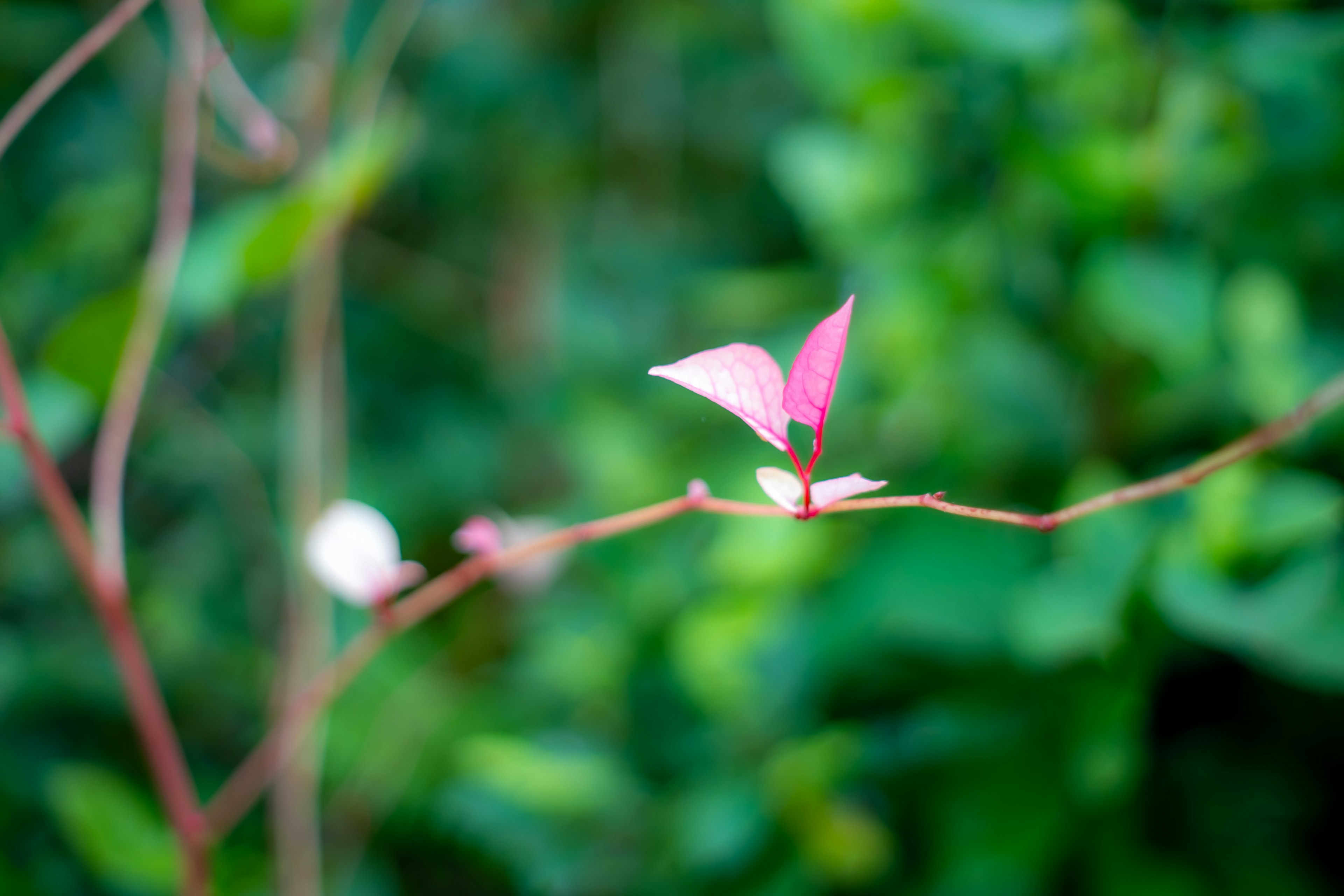 緑の背景にピンクの葉を持つ細い茎の植物