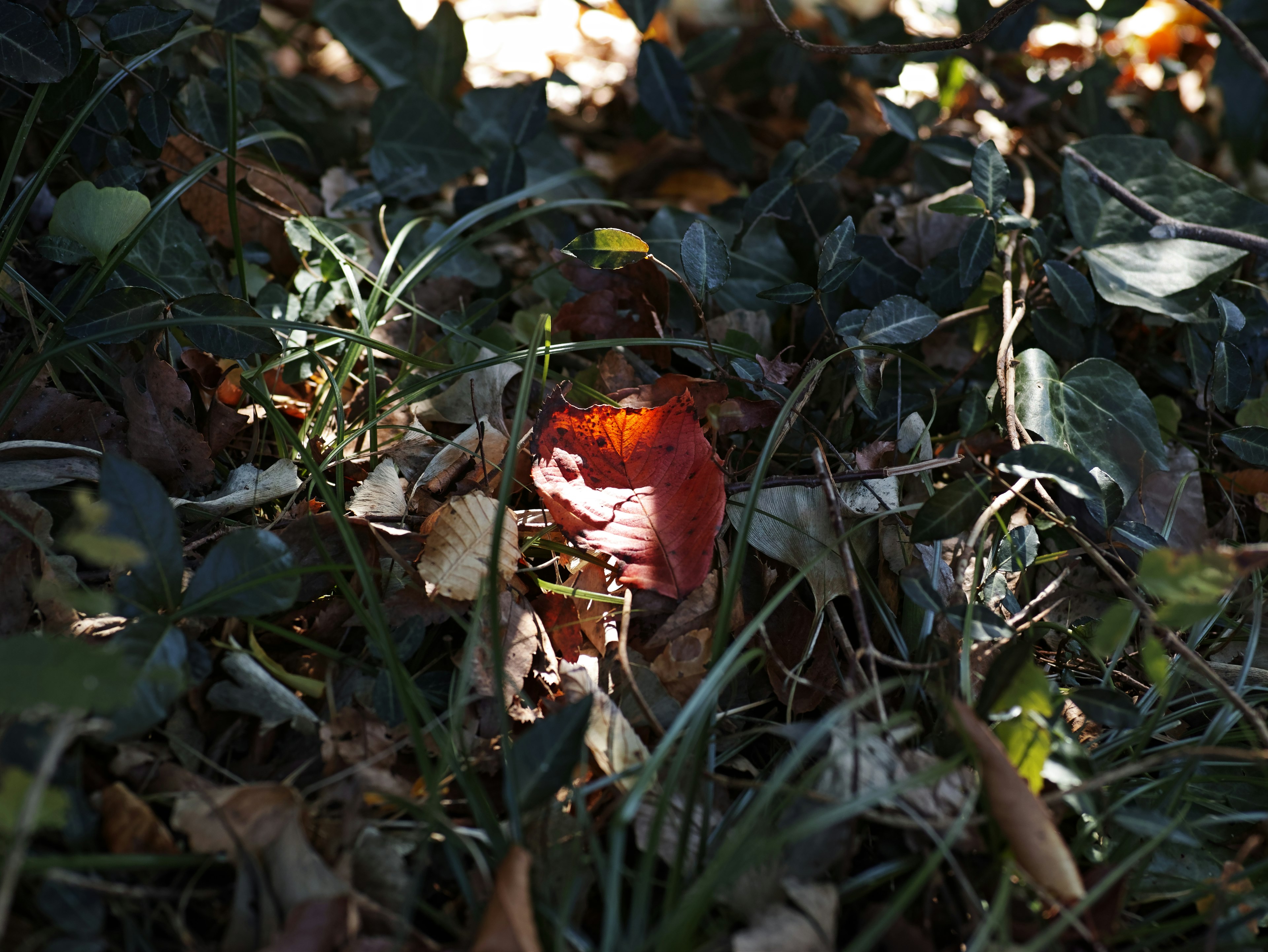 A red mushroom hidden among green grass and leaves