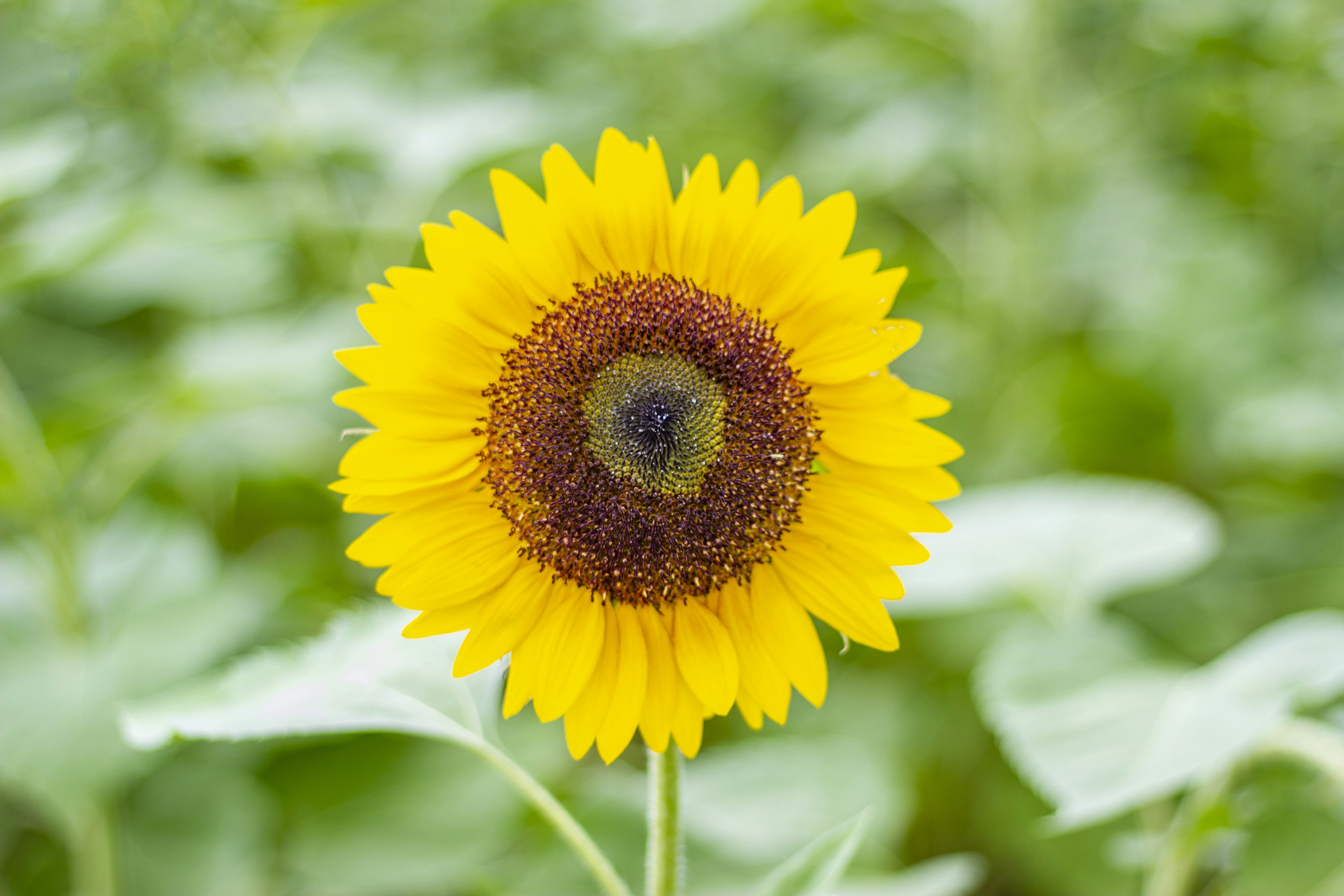 Un girasol amarillo vibrante está centrado con hojas verdes a su alrededor