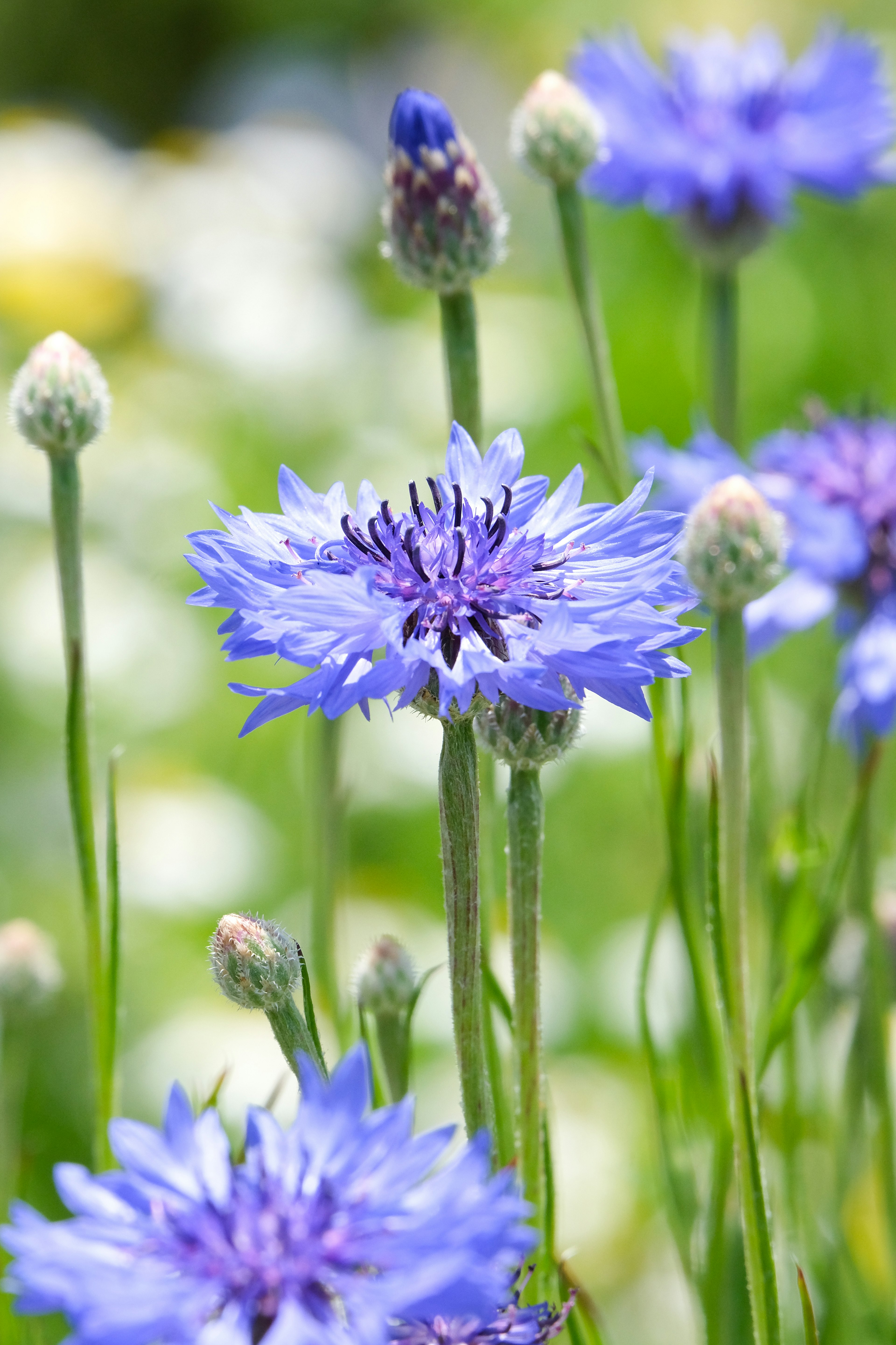 Hermosa escena de jardín con flores azules en flor