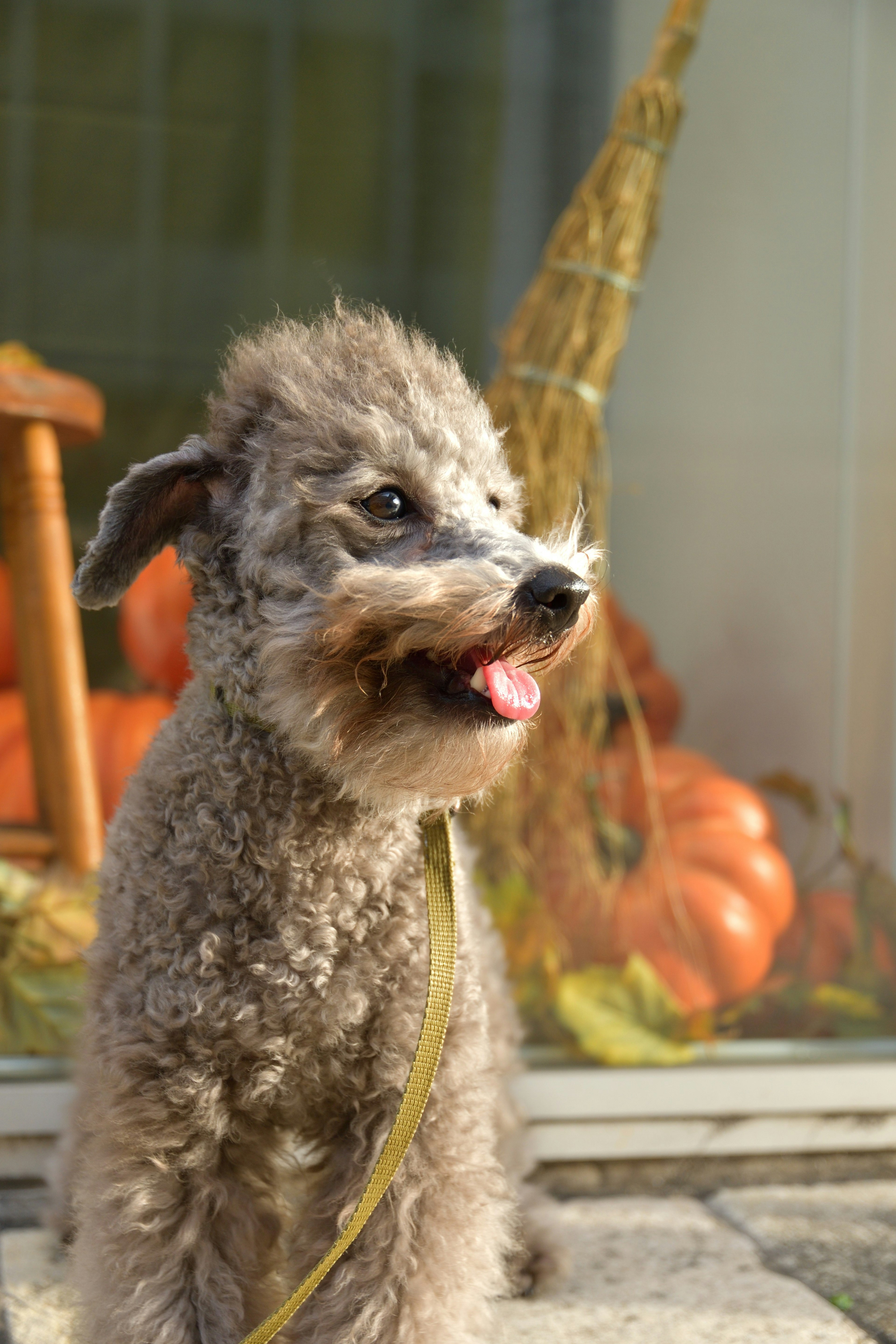 Un petit chien souriant avec des citrouilles orange en arrière-plan