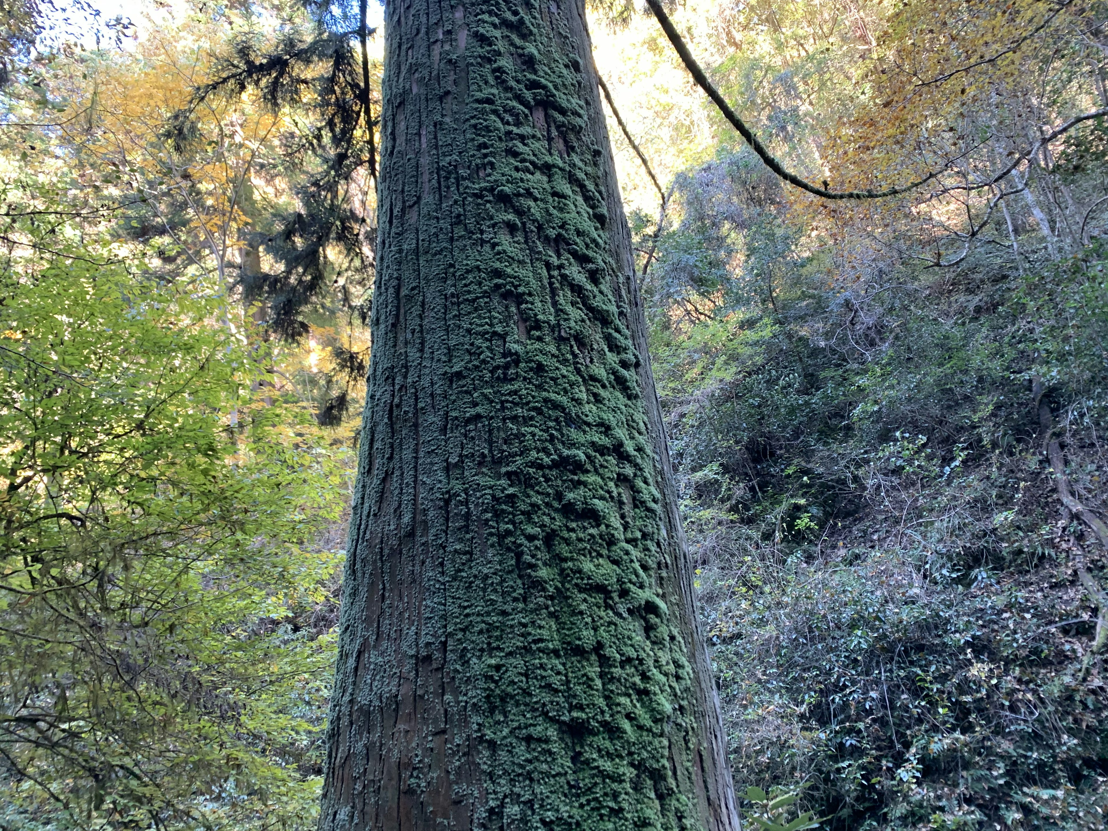 Tall tree trunk covered in green moss surrounded by nature