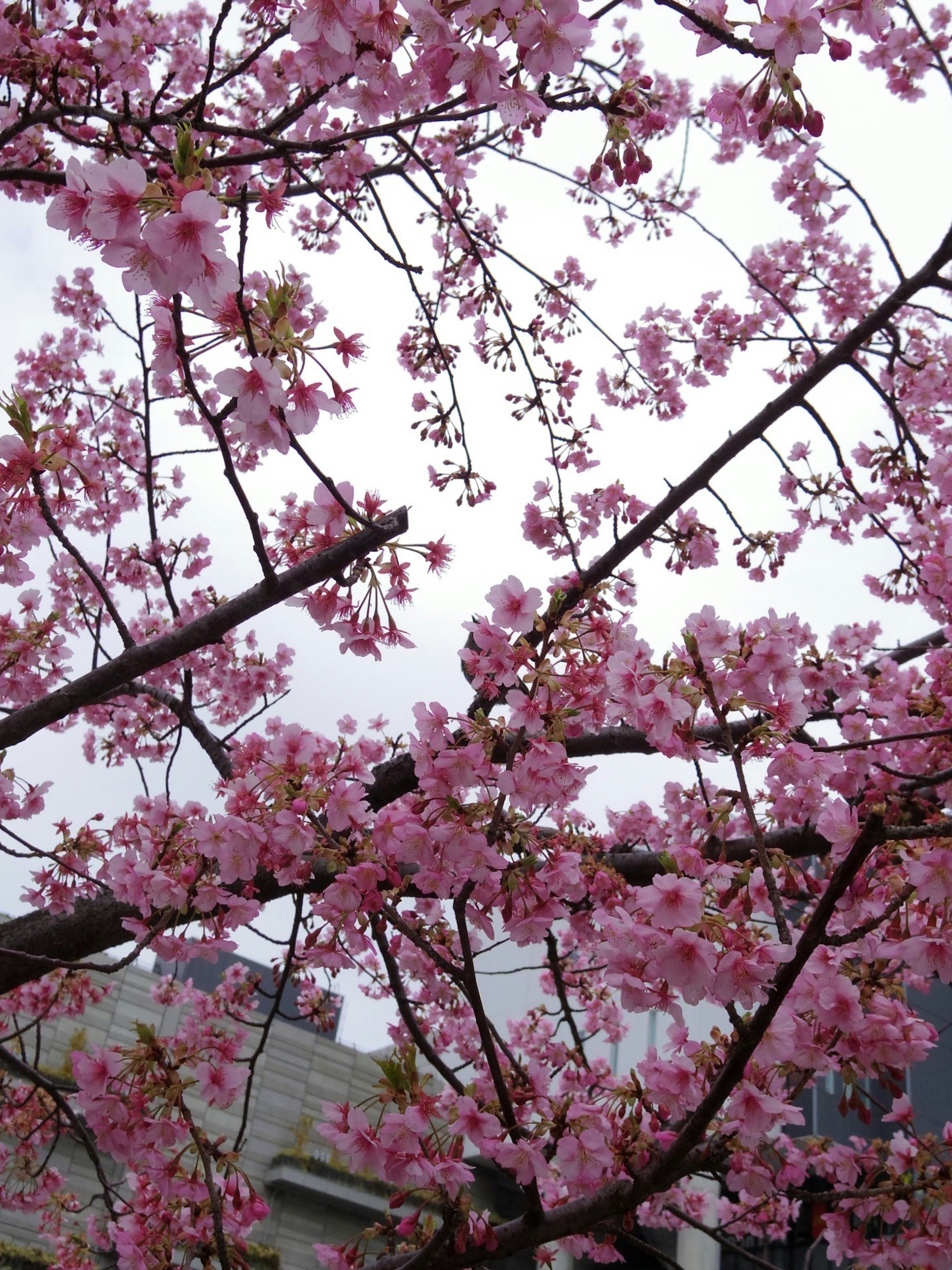 Gros plan sur des branches de cerisier avec des fleurs roses