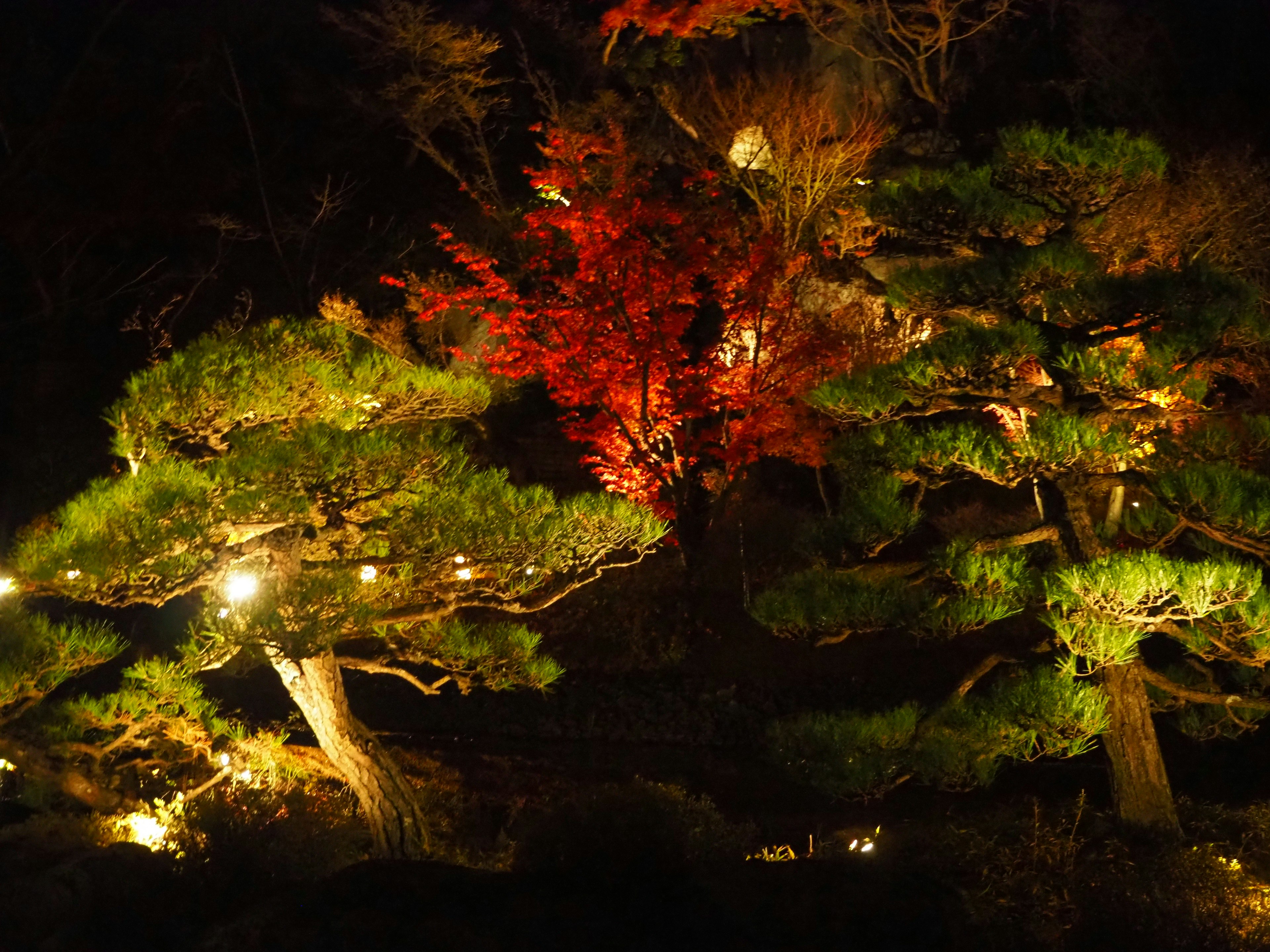 A picturesque scene of illuminated pine trees and vibrant autumn leaves at night