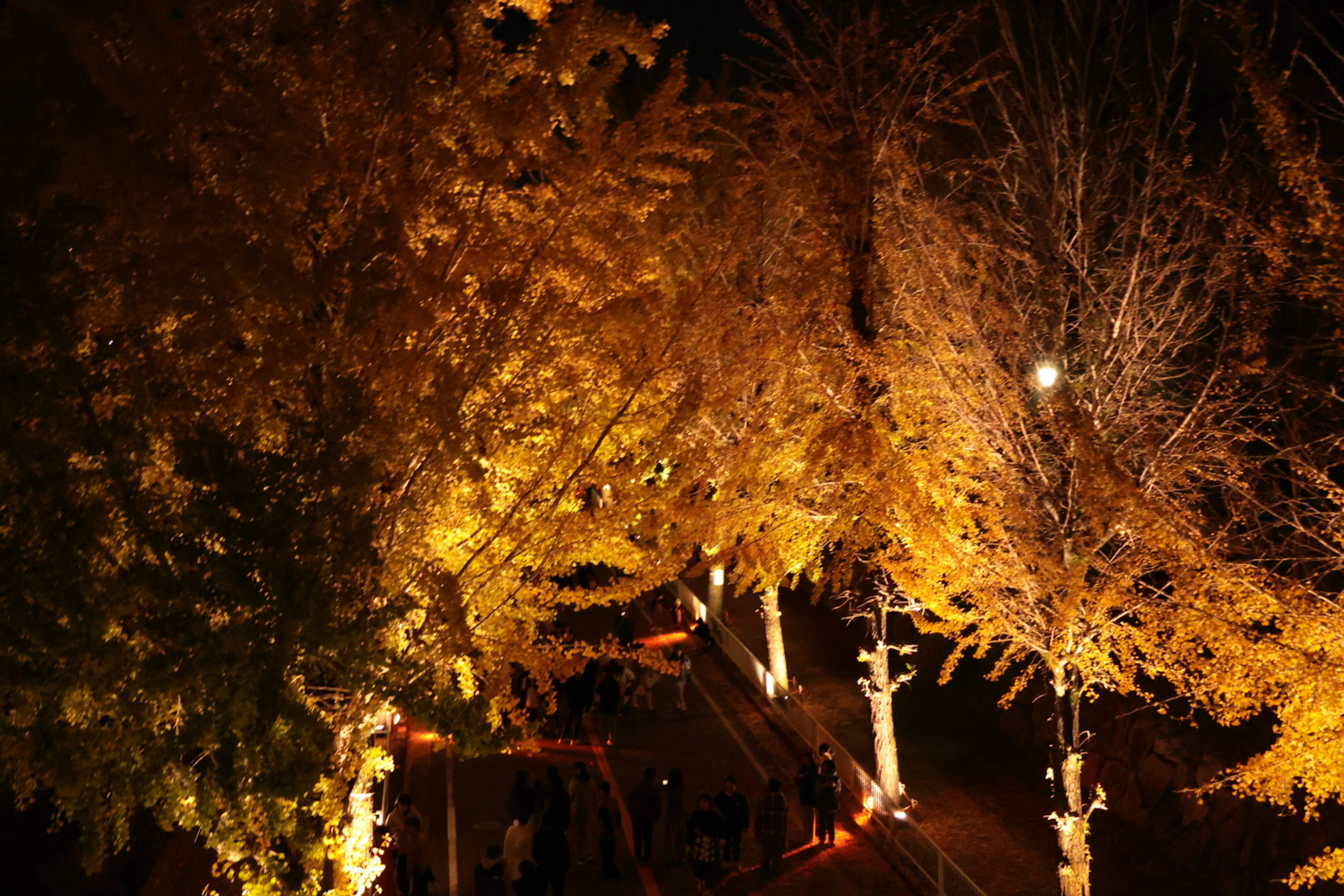 Beautiful night scene with golden street trees illuminated