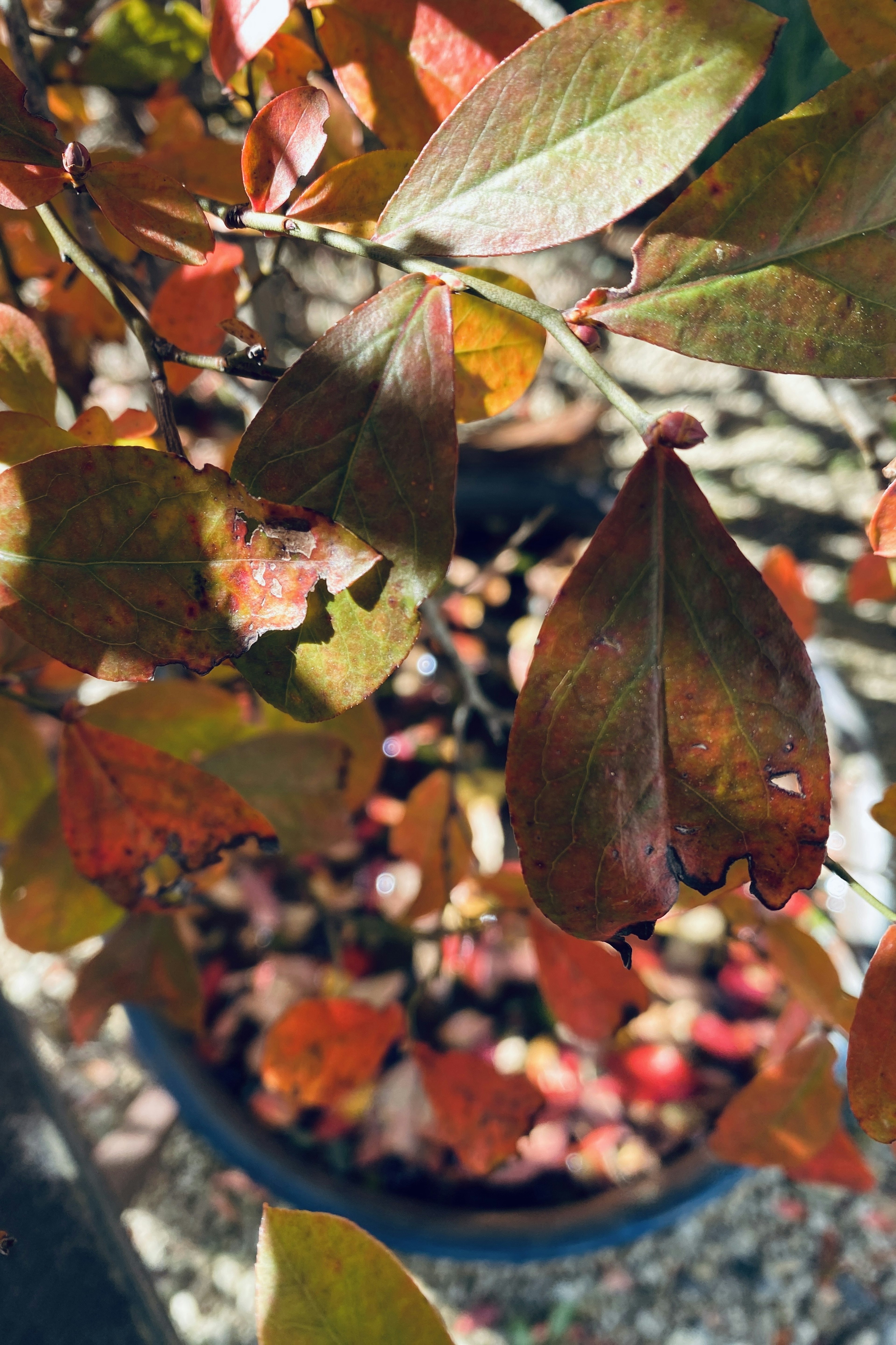 Primer plano de una planta en maceta con hojas de colores otoñales