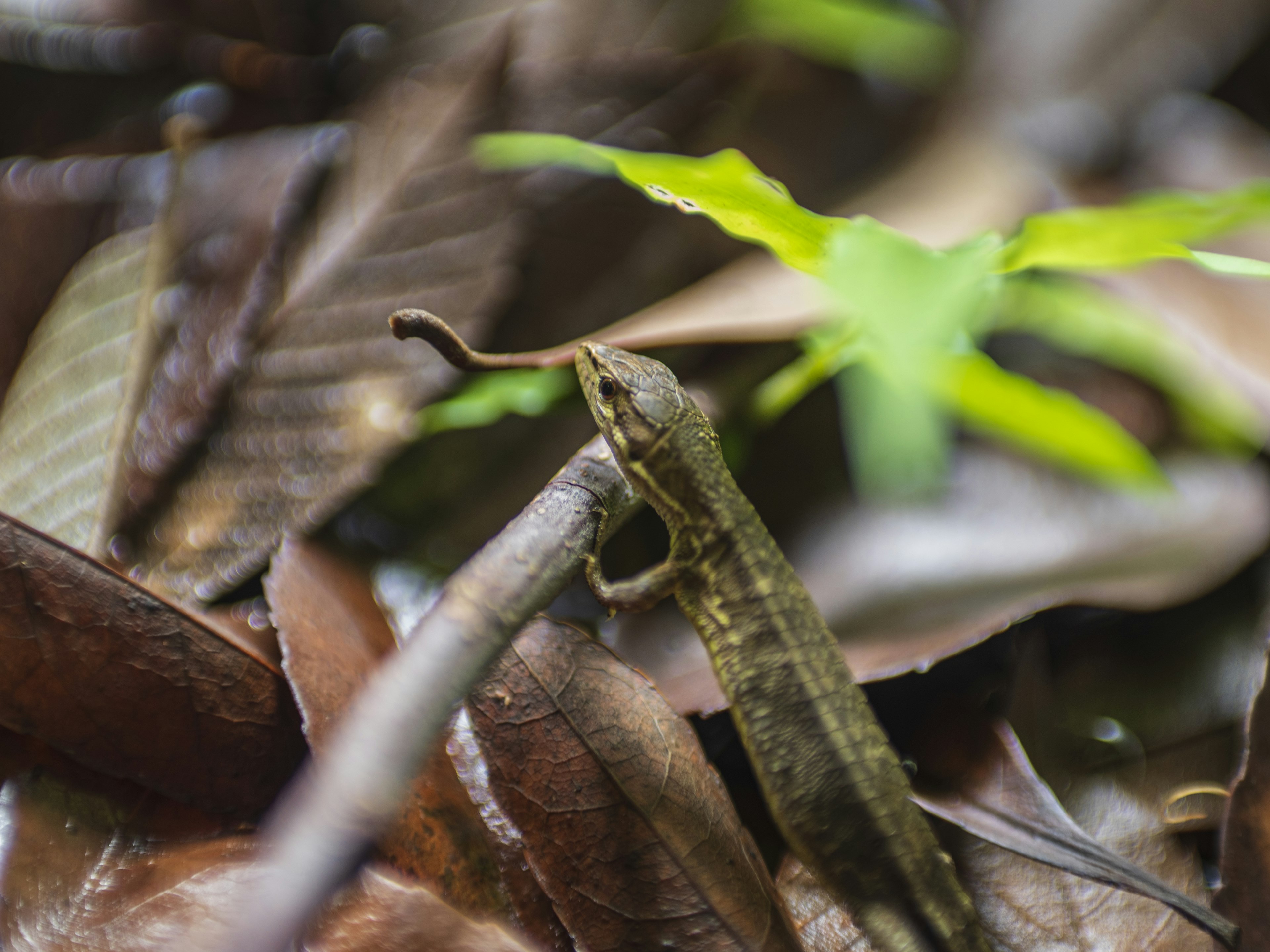 Kleiner Gecko, der sich zwischen Blättern und Zweigen tarnt