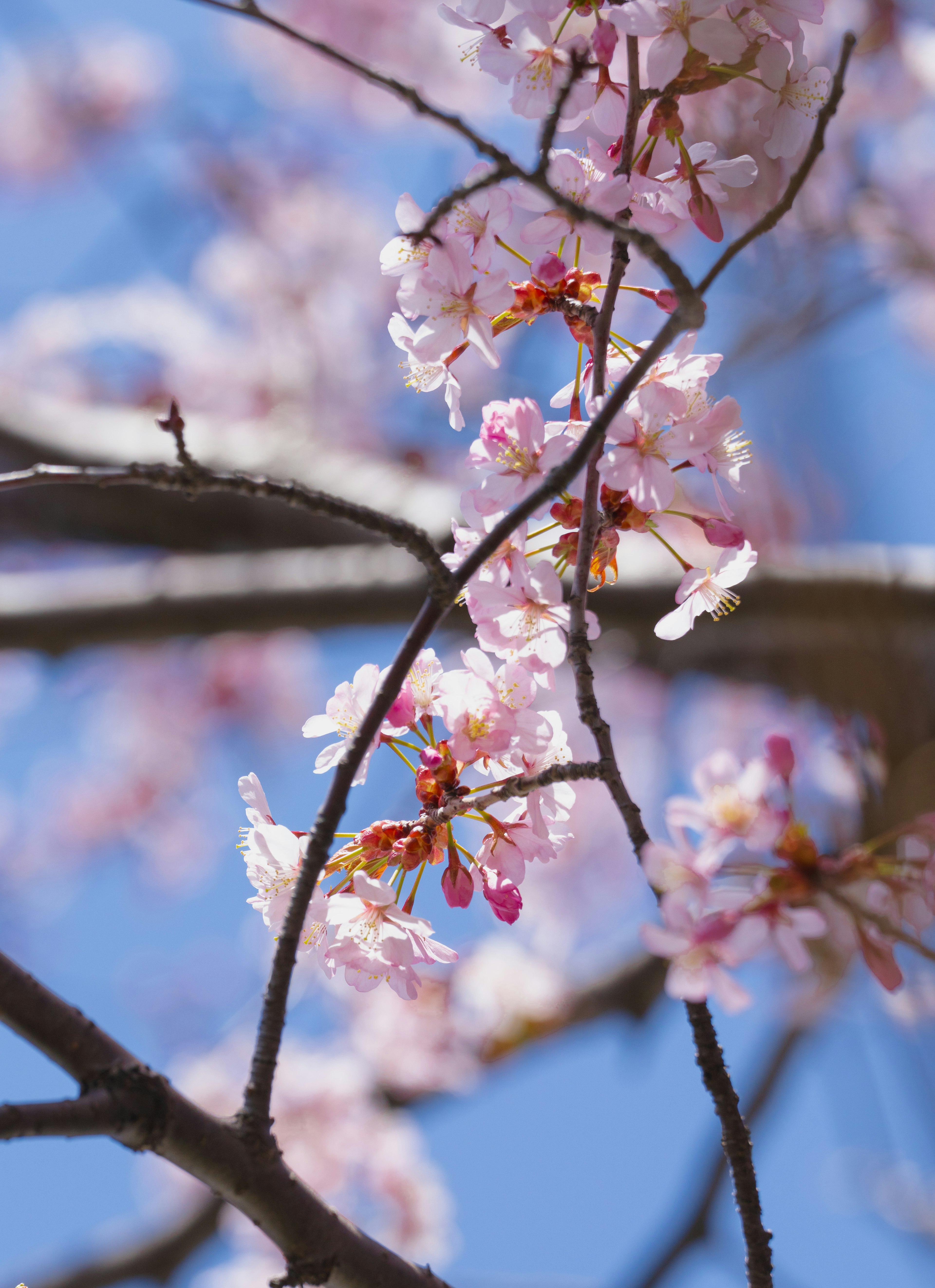 Gros plan sur des fleurs de cerisier et des branches sur fond de ciel bleu