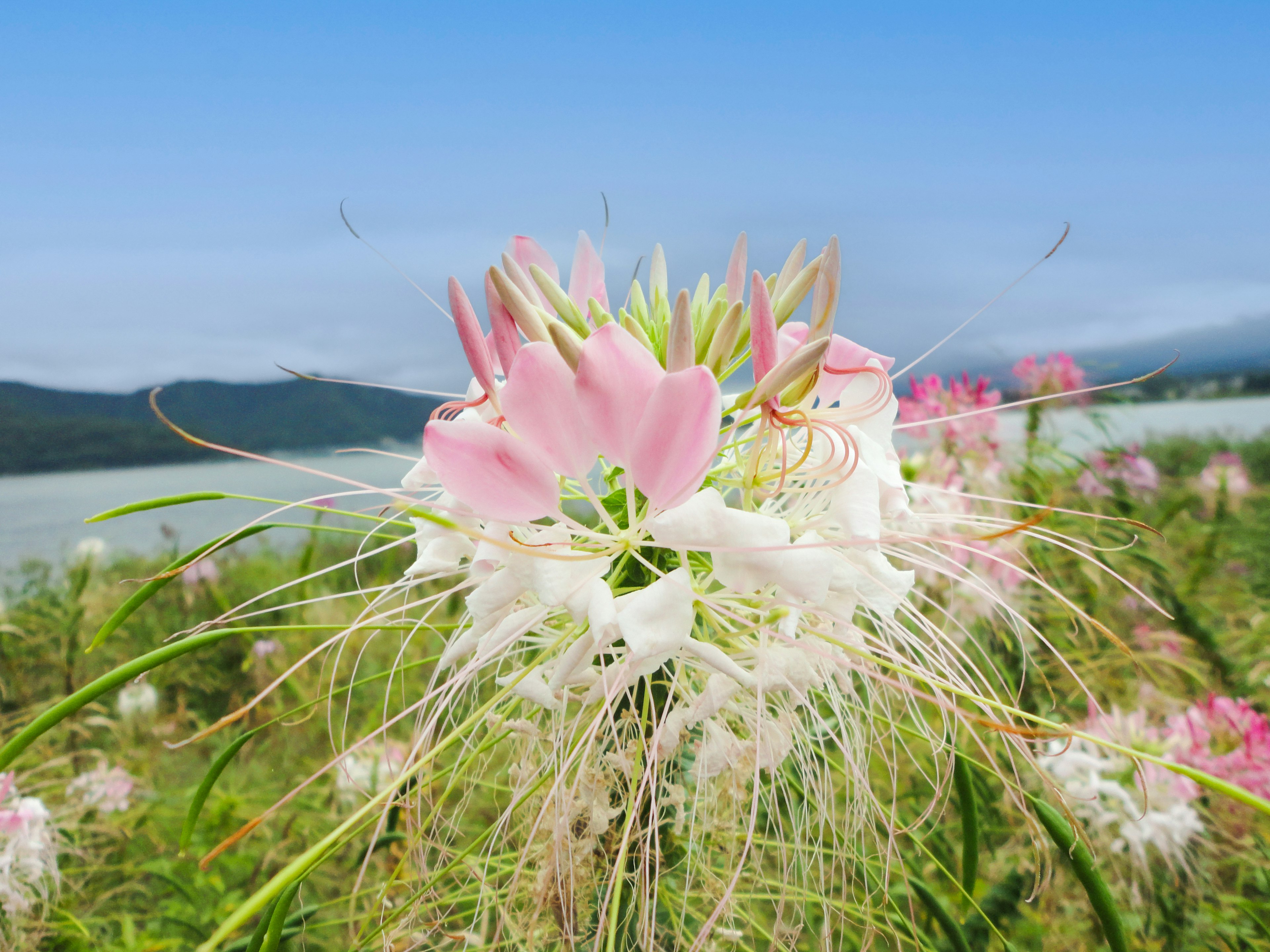 호수와 산을 배경으로 긴 섬세한 꽃잎을 가진 분홍색과 흰색 꽃의 클로즈업