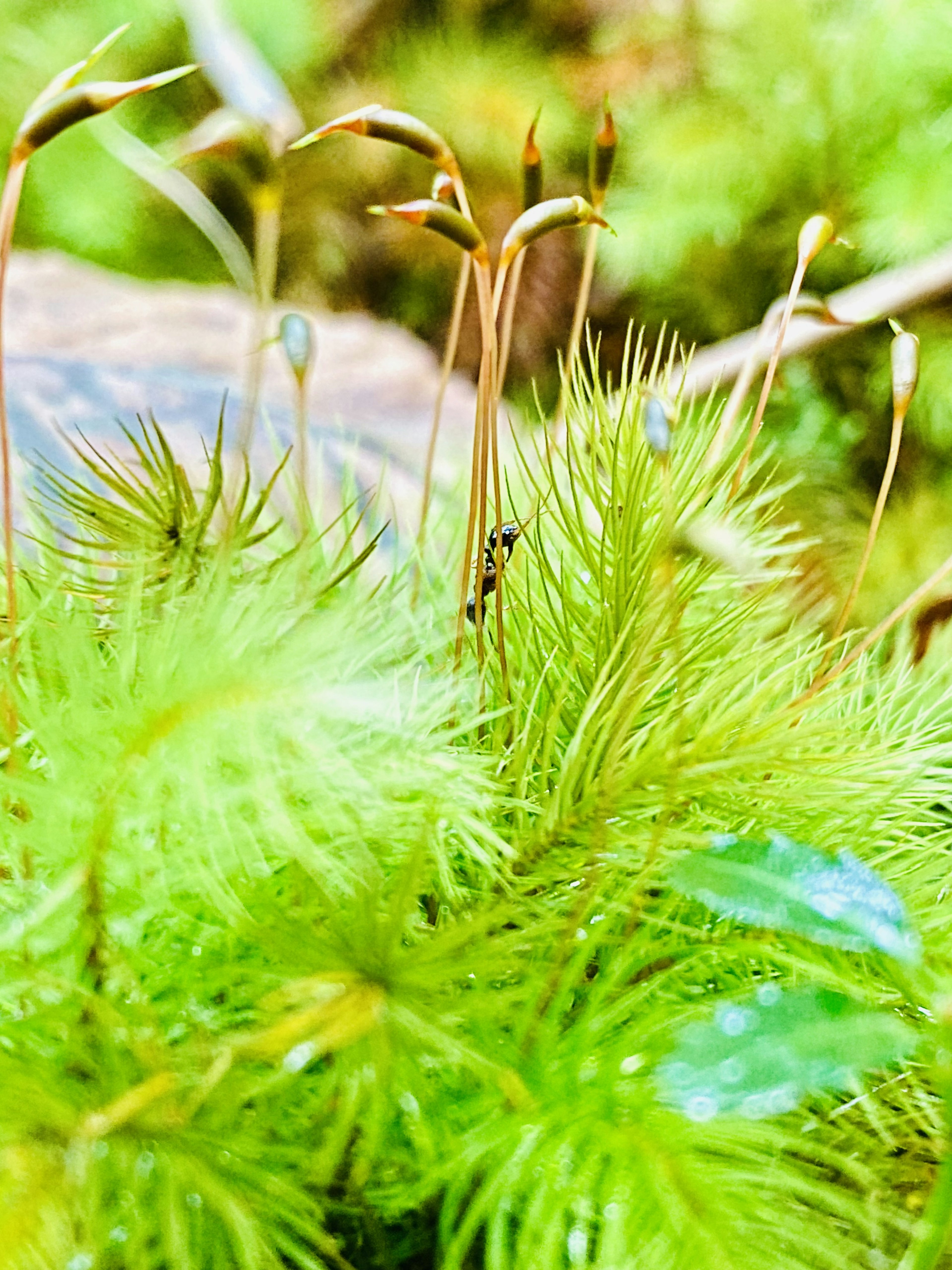 Natural scene featuring green moss and slender stems